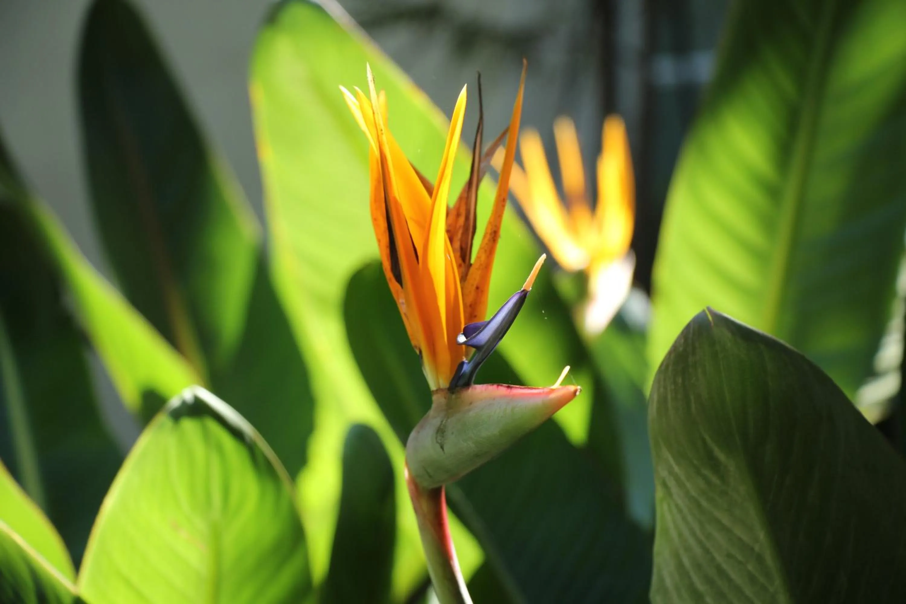 Garden in Pouso Dos Anjos