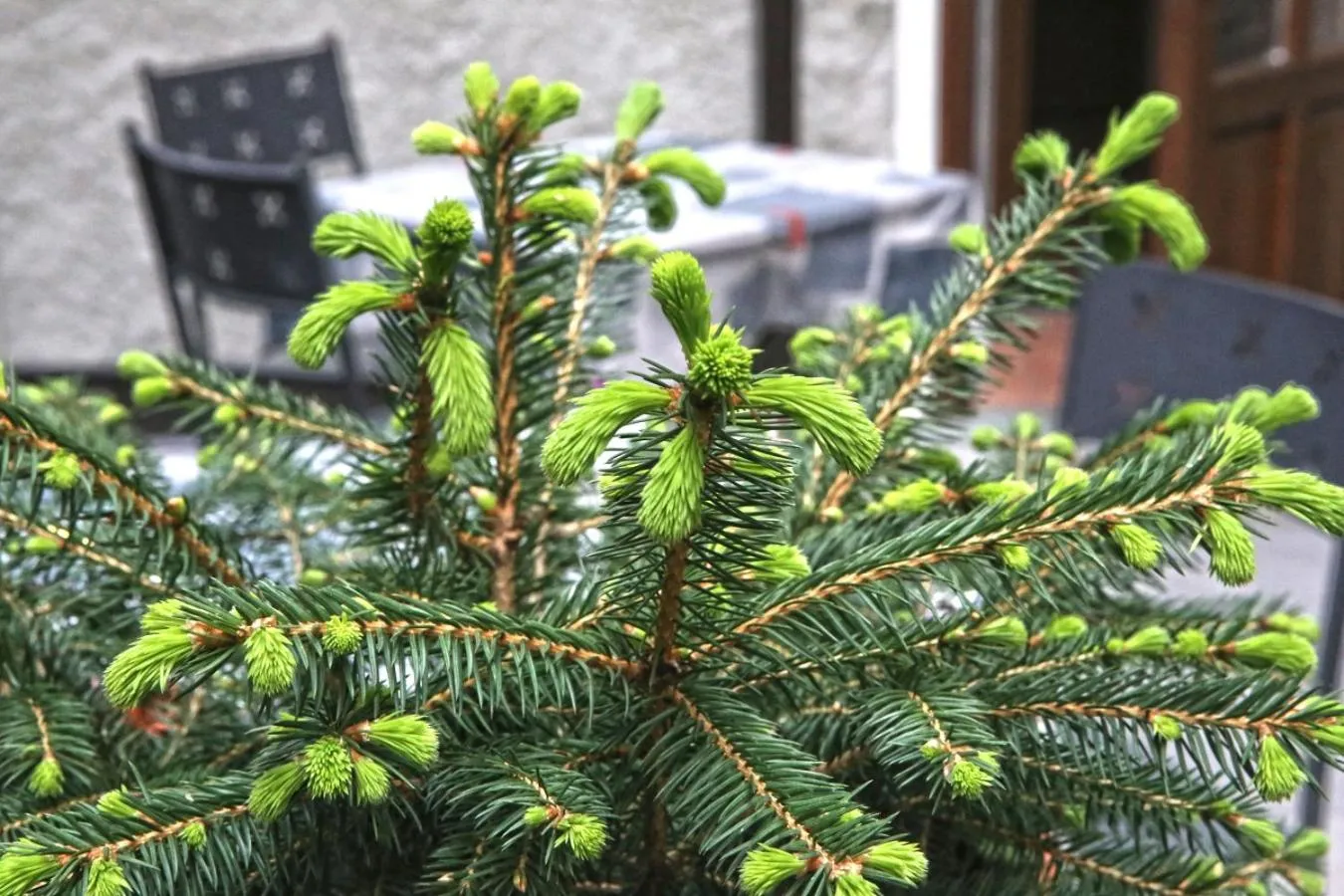 Garden in Albergo Gusmeroli