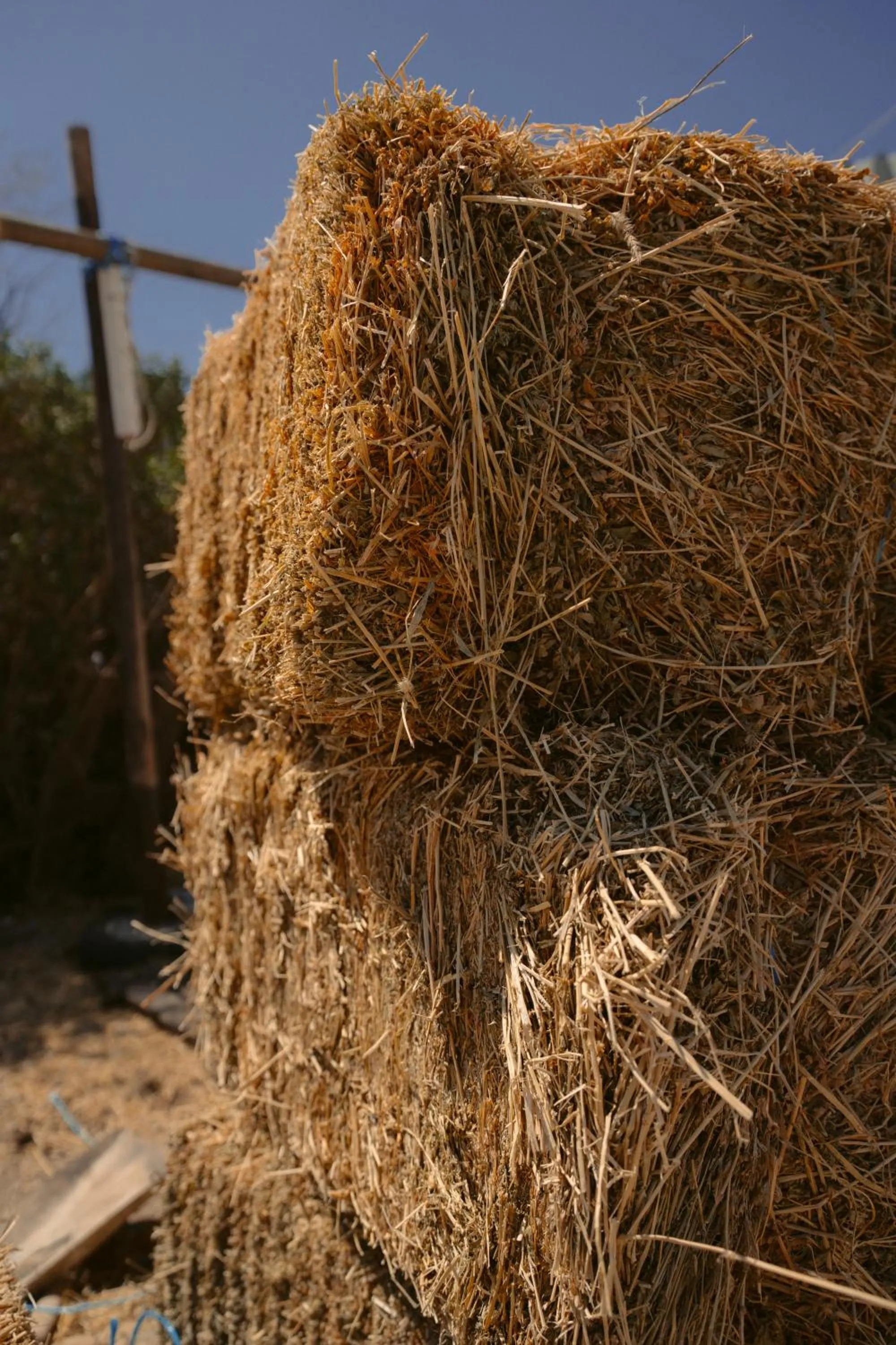 Entertainment in Black Rose Beach Suites