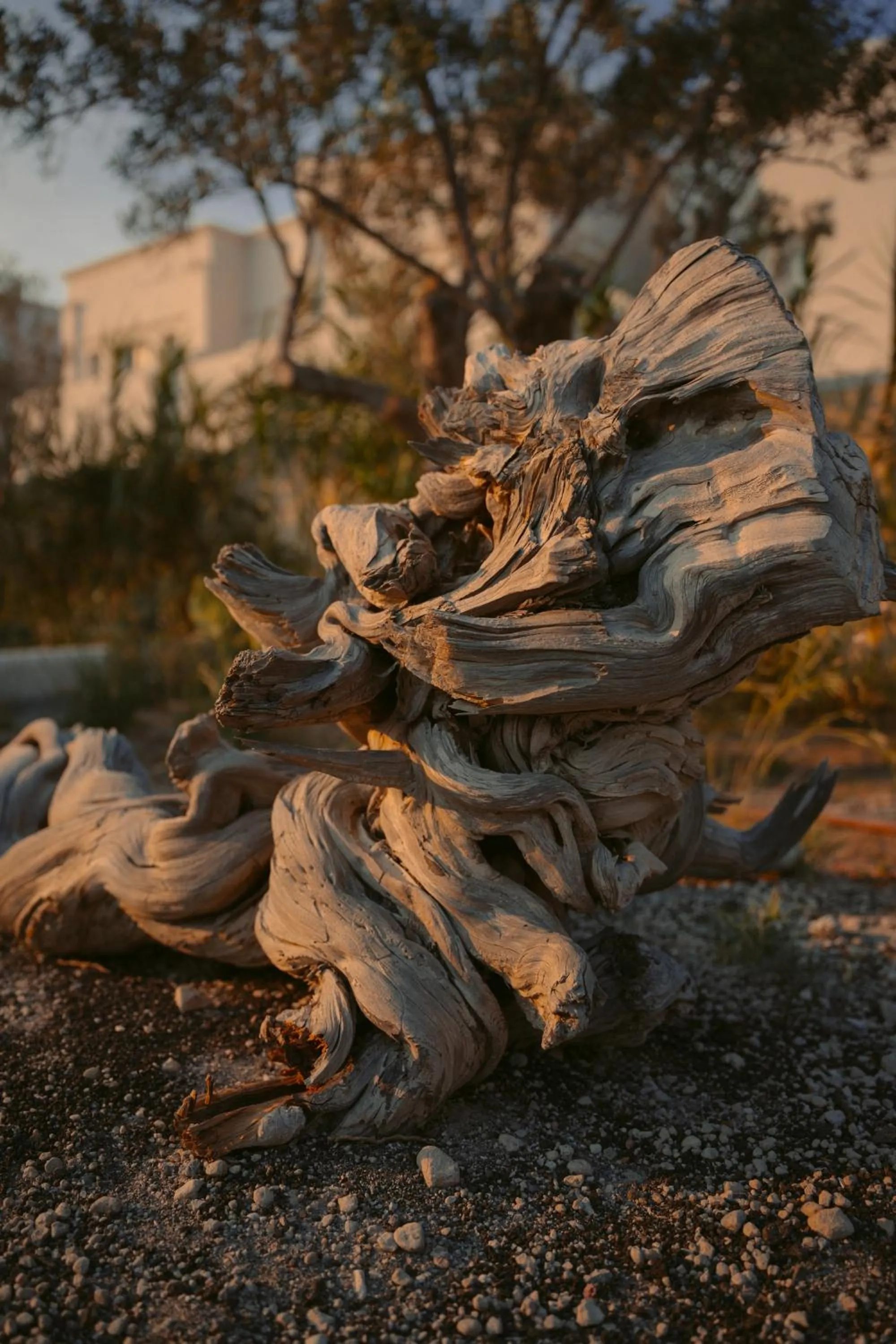 Garden in Black Rose Beach Suites