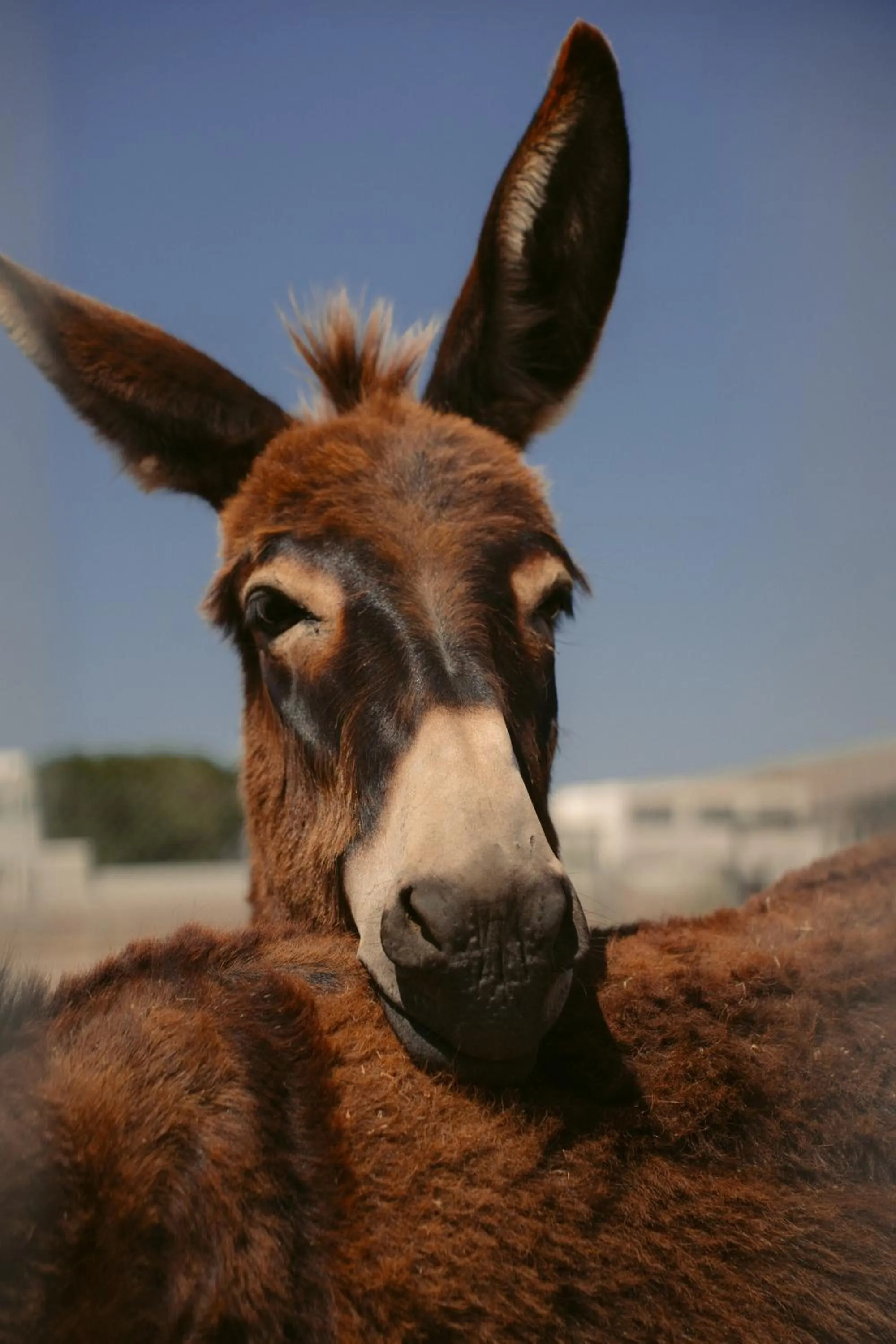 Entertainment in Black Rose Beach Suites