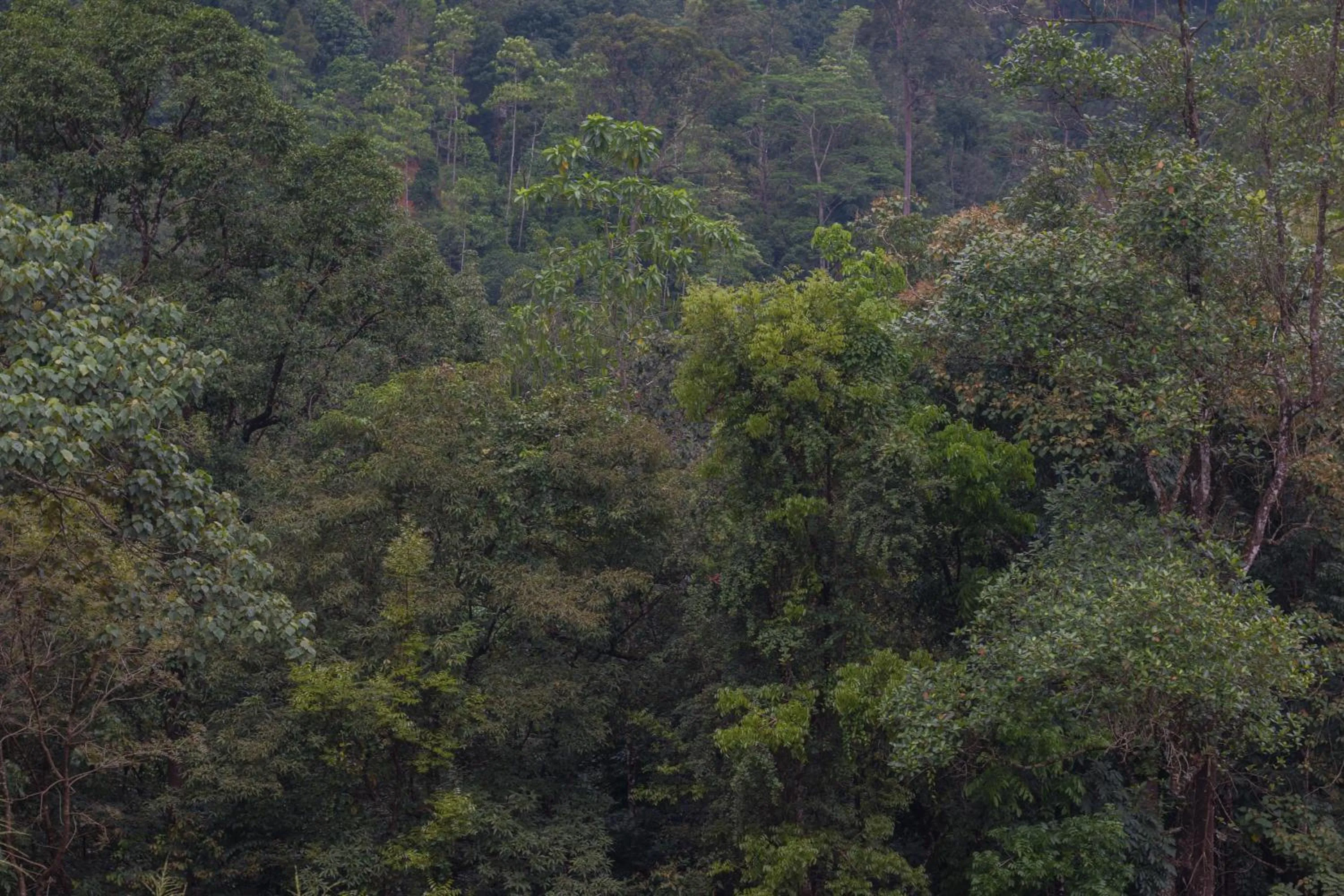 Tree Houses by Jungle River