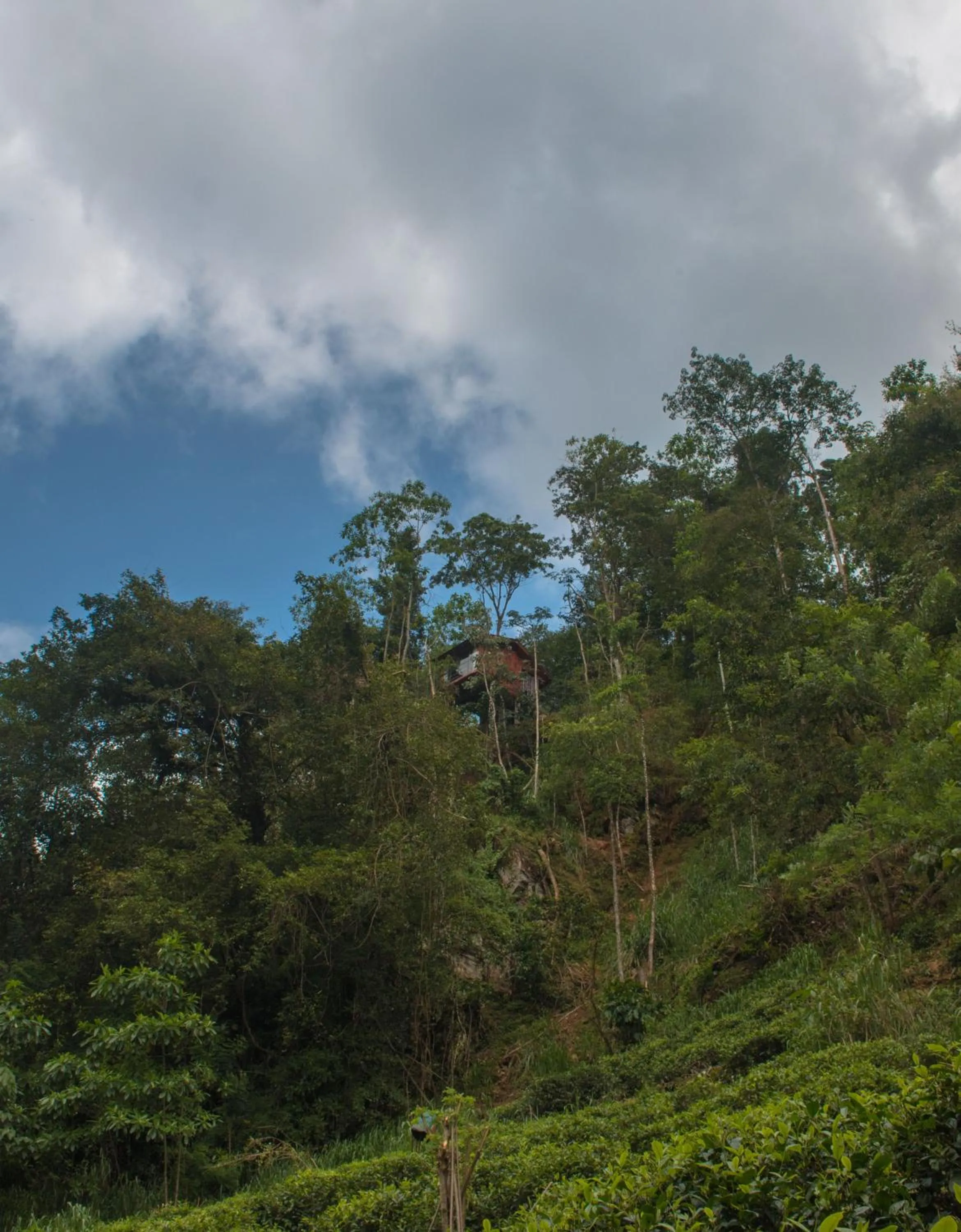 Bird's eye view in Tree Houses by Jungle River