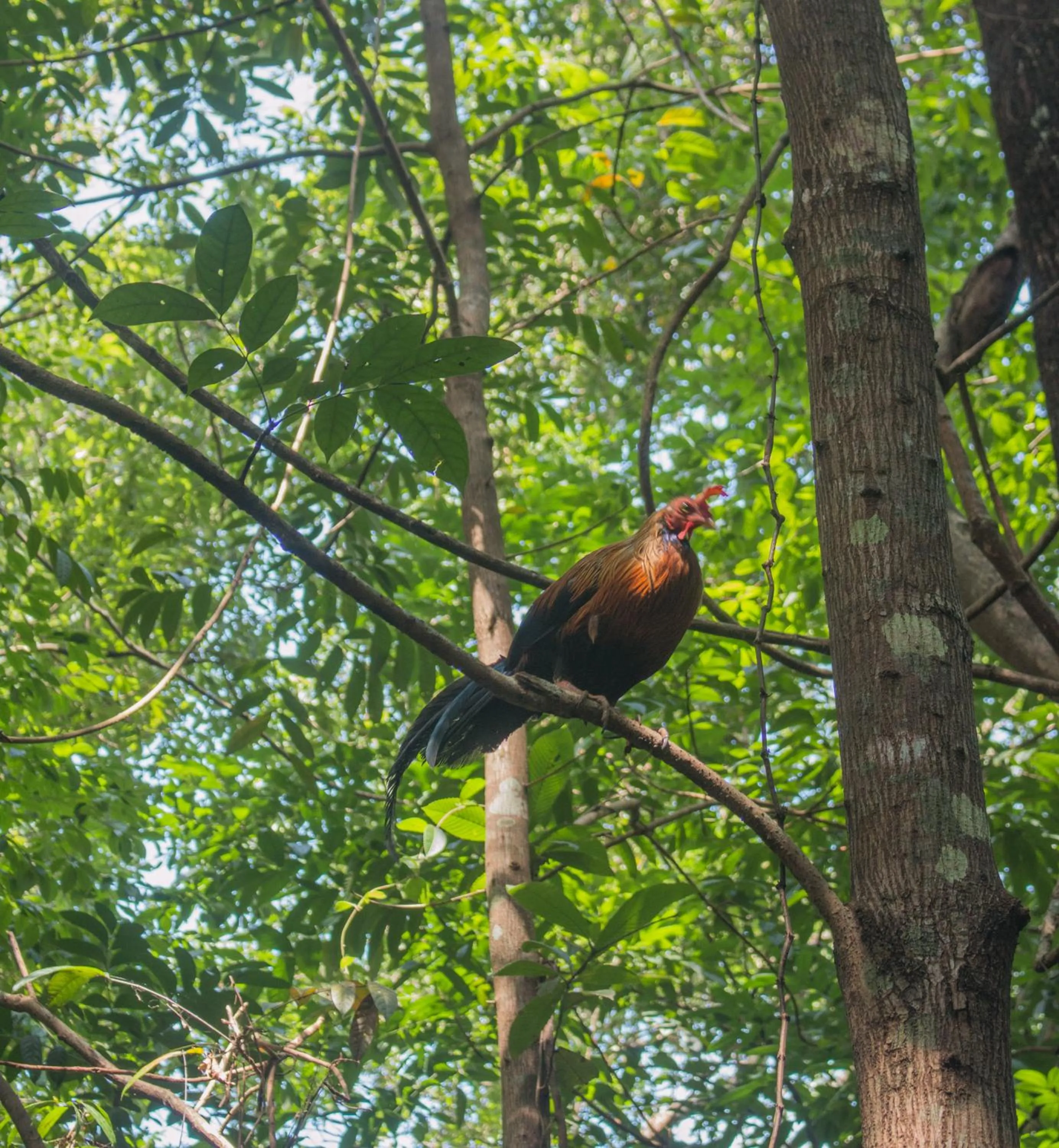 Animals in Tree Houses by Jungle River