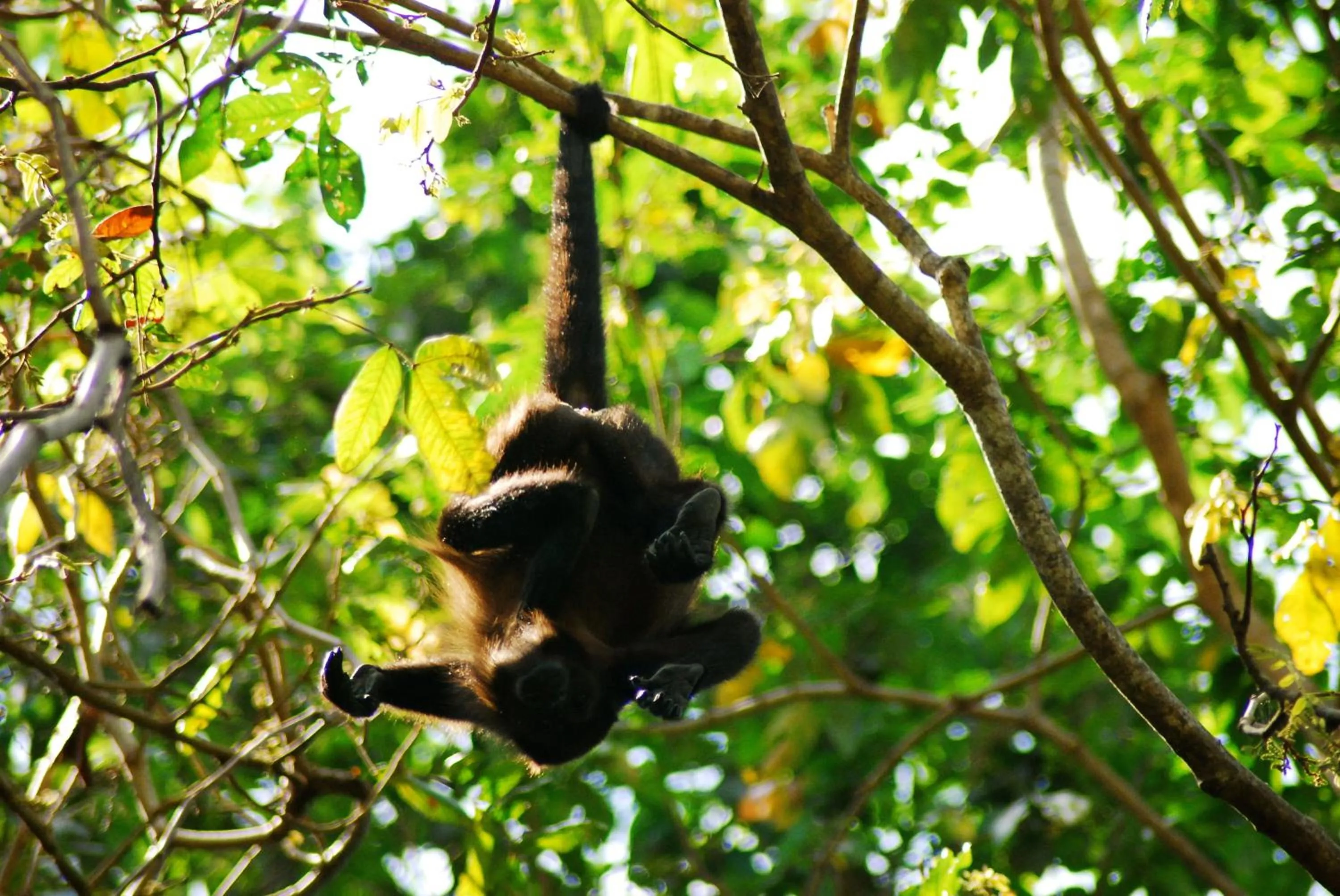 Natural landscape in Canaima Chill House