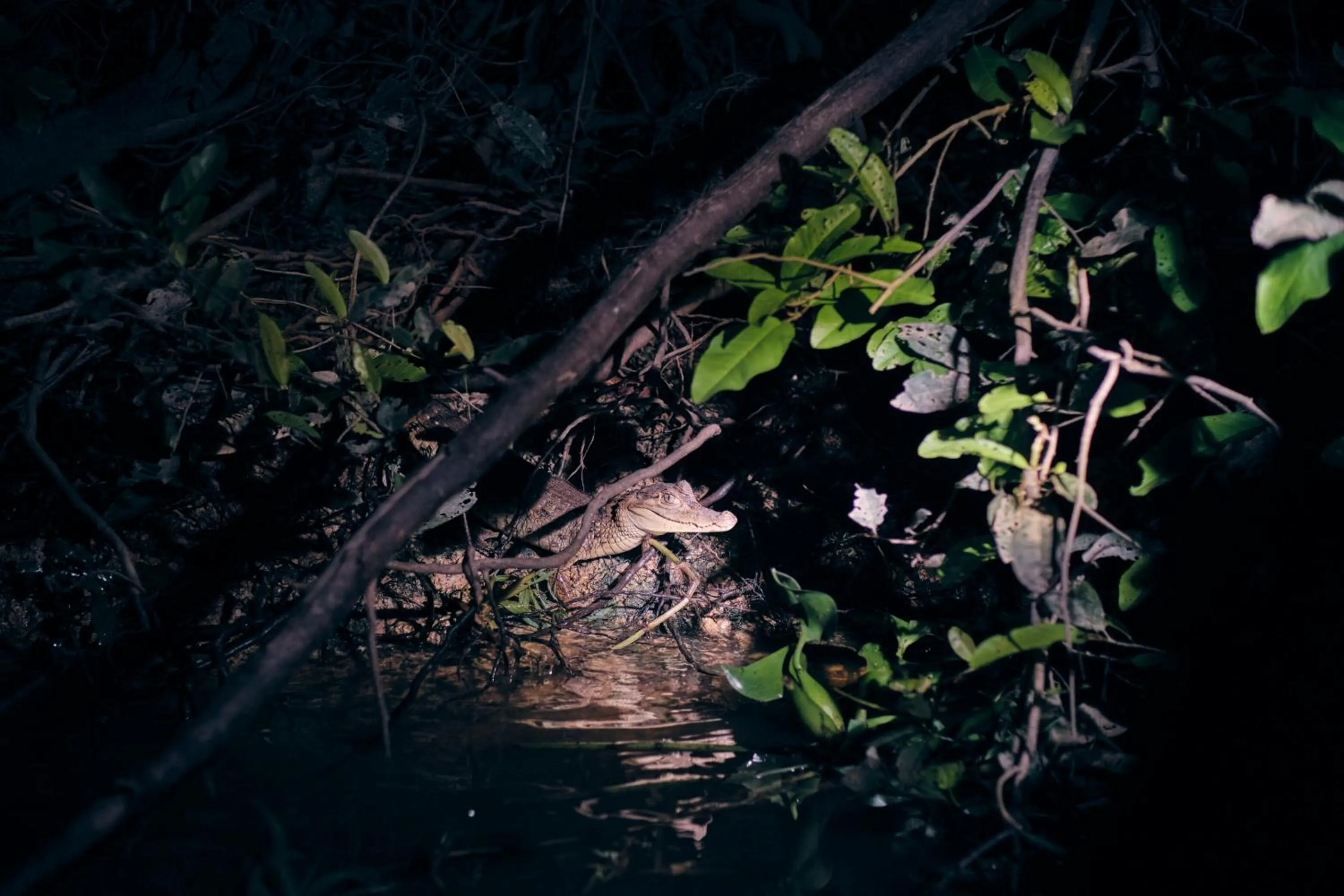 Natural landscape in Grand Amazon Expedition - All Inclusive