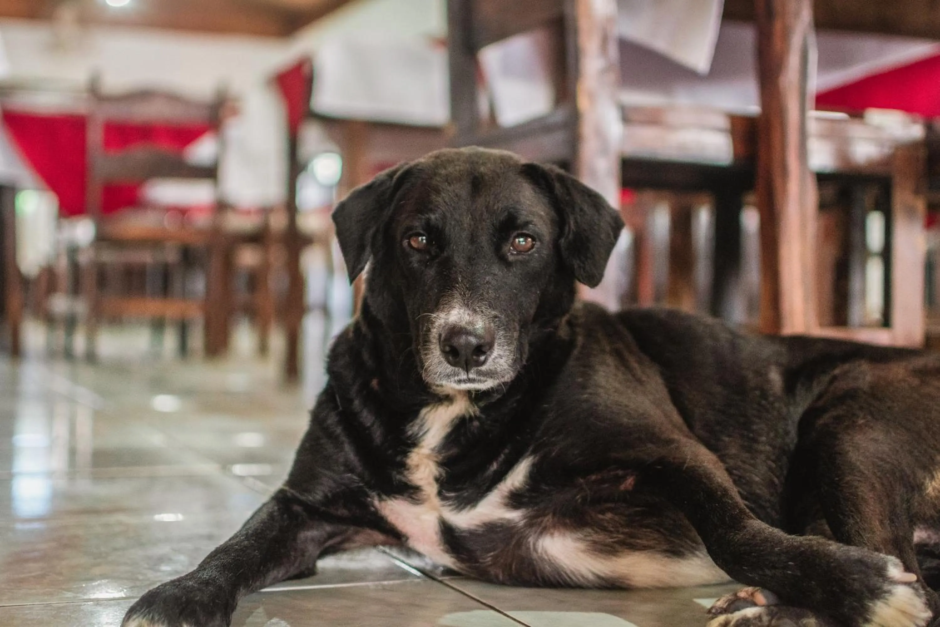 Animals in Hotel Marina Clube de Pesca