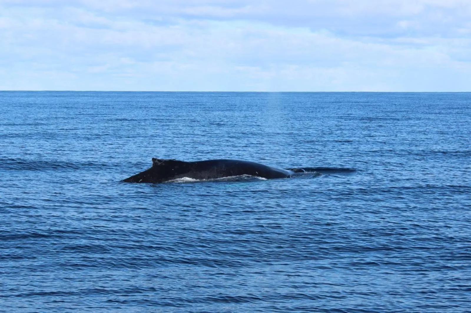 Northern Light Hotell/Camp Steinfjord