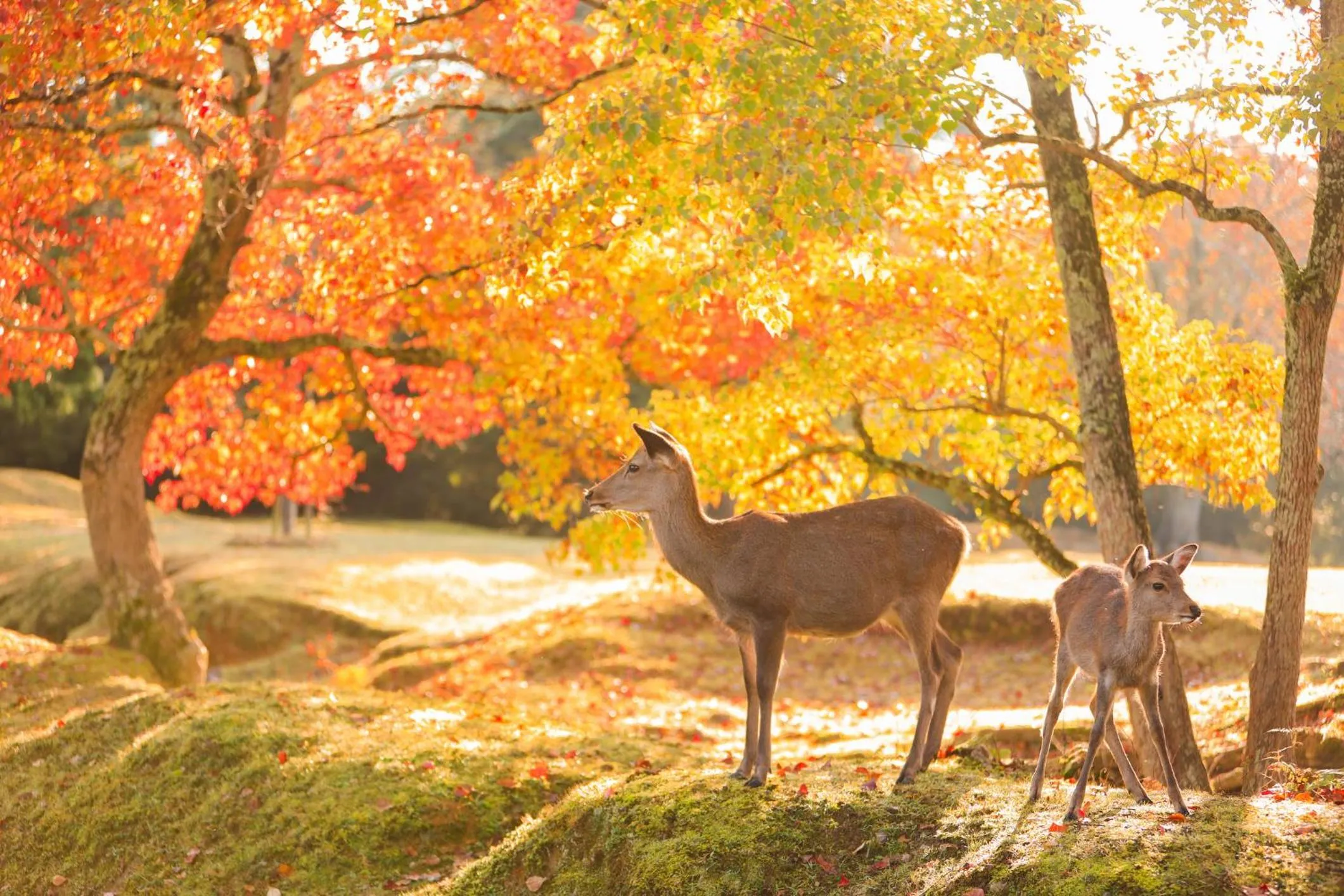 Nearby landmark in SEKAI HOTEL Deep Osaka Experience