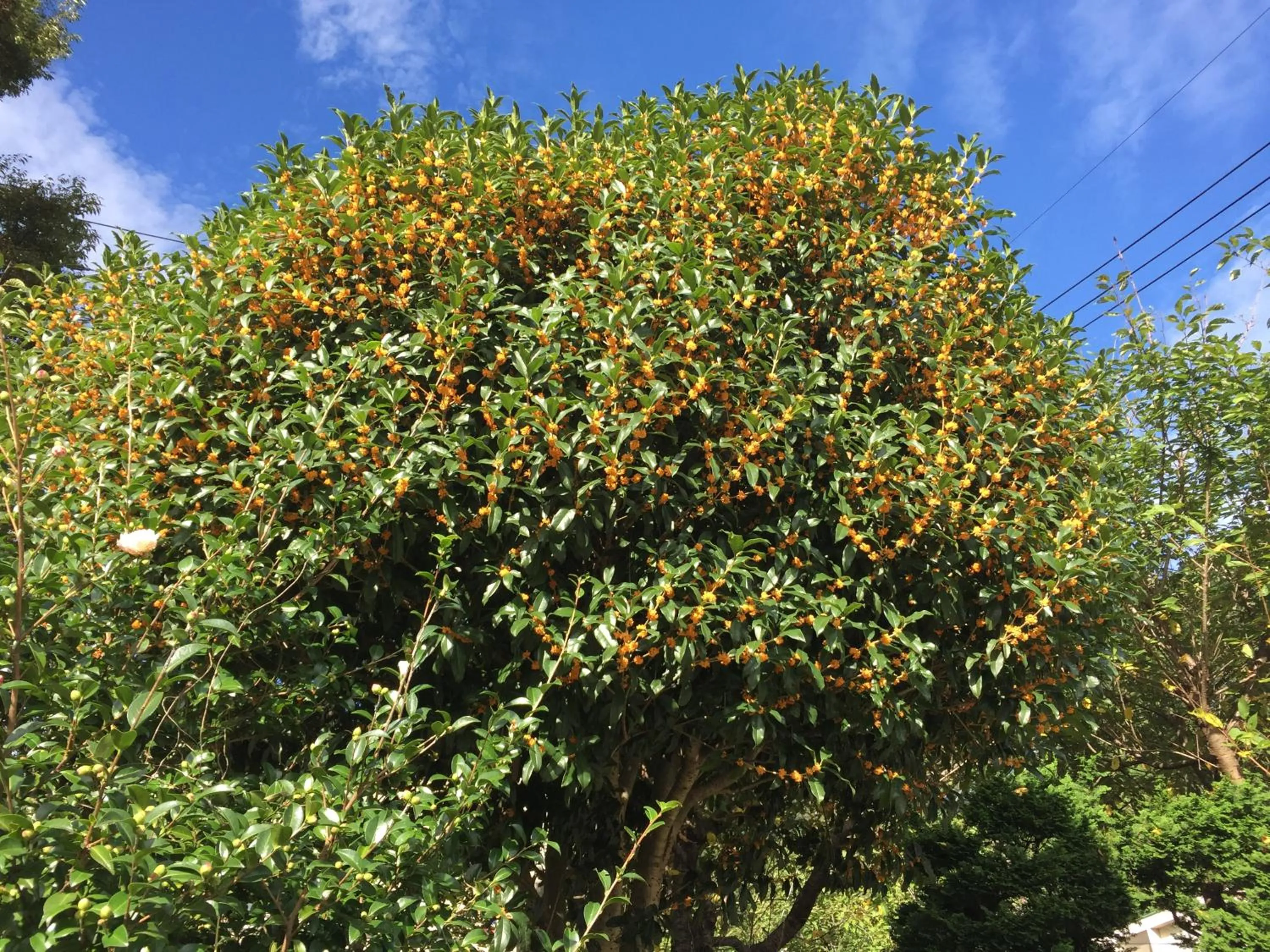 Autumn in kinugawaonsen Fukumatsu