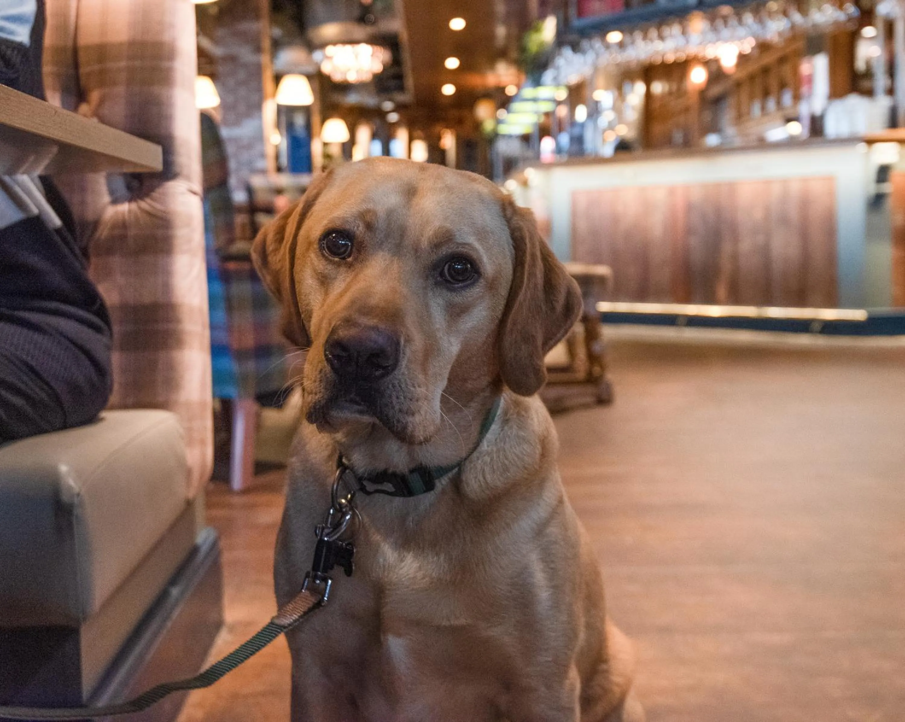 Pets in The Commissioners Quay Inn - The Inn Collection Group