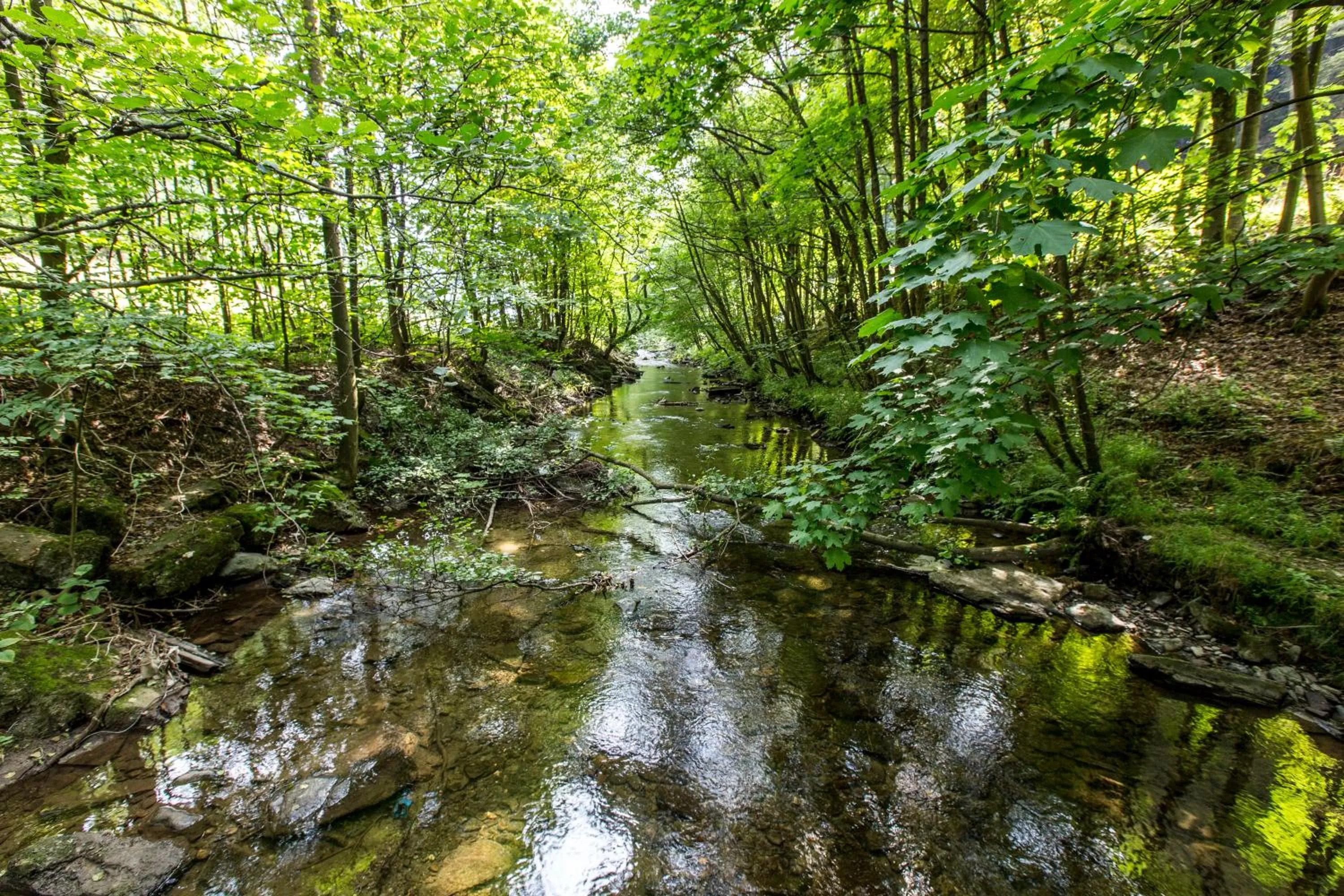 Natural landscape in Hotel-Restaurant Schettel