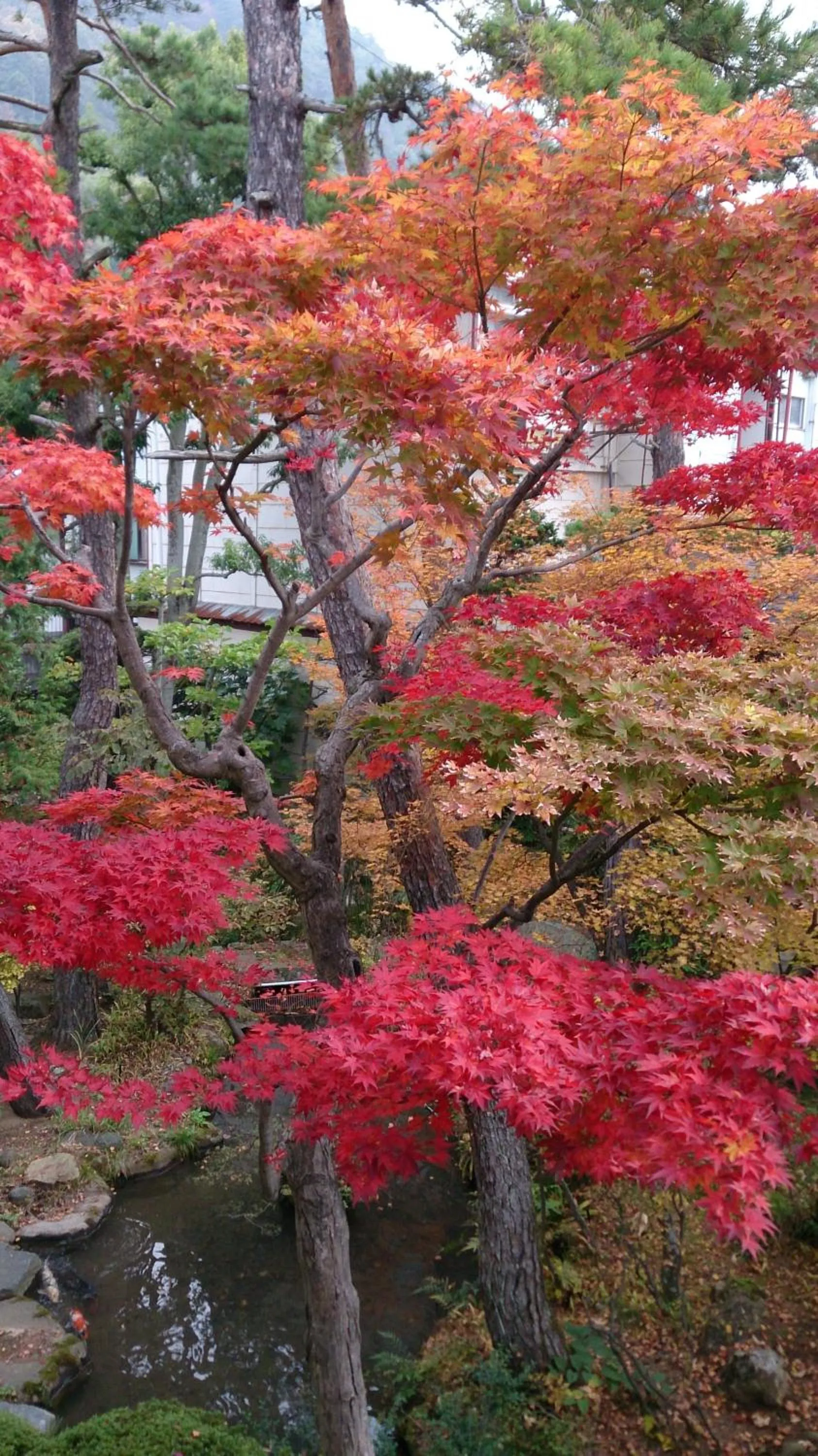 Garden in Yudanaka Yumoto