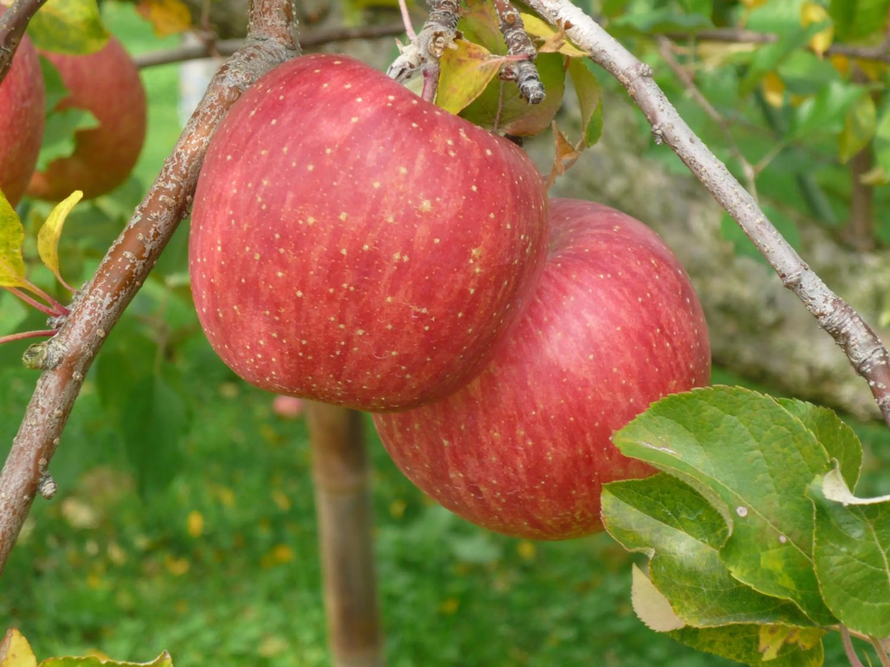 Autumn in Yudanaka Yumoto