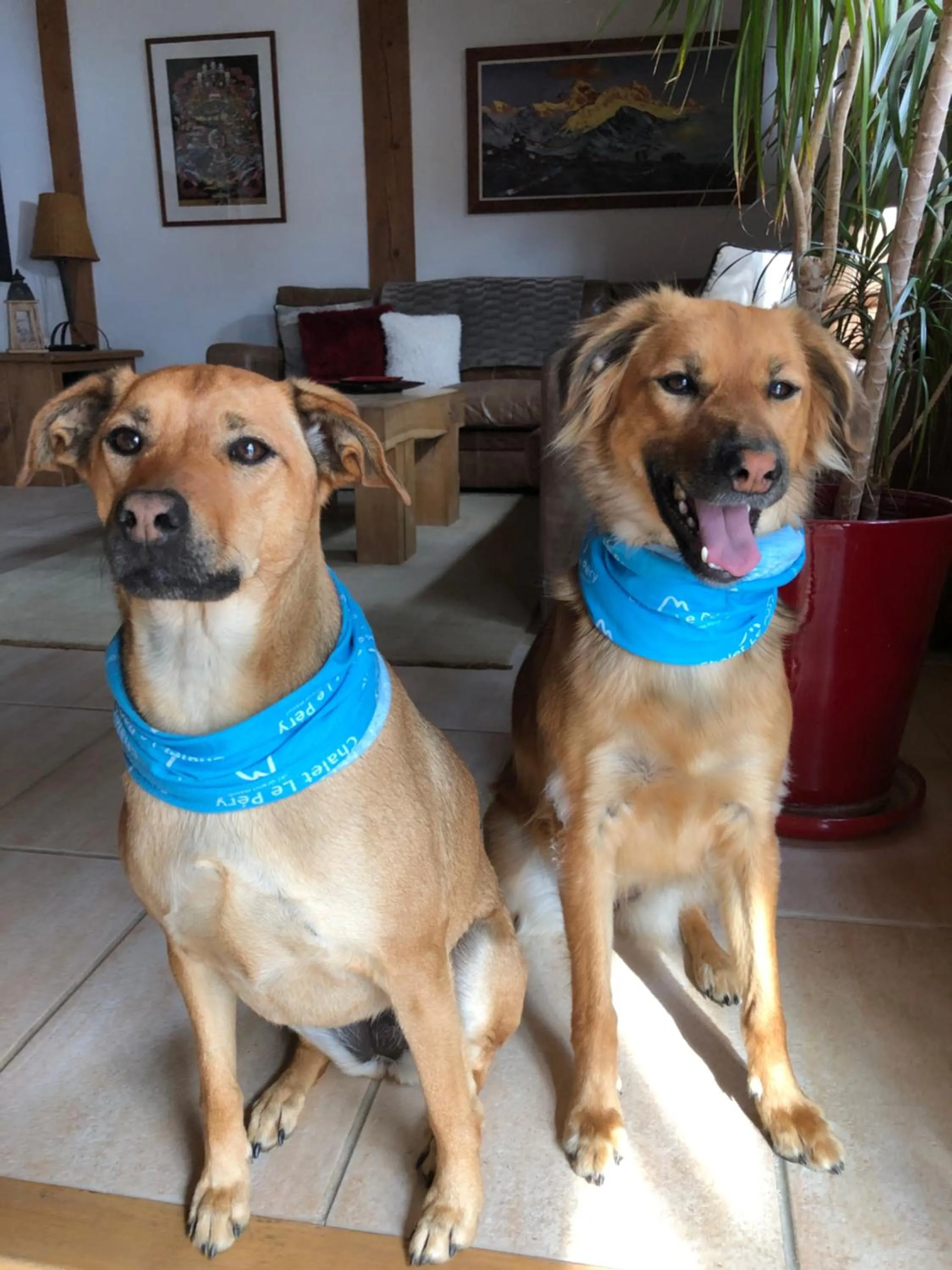 Pets in Chalet Le Pery