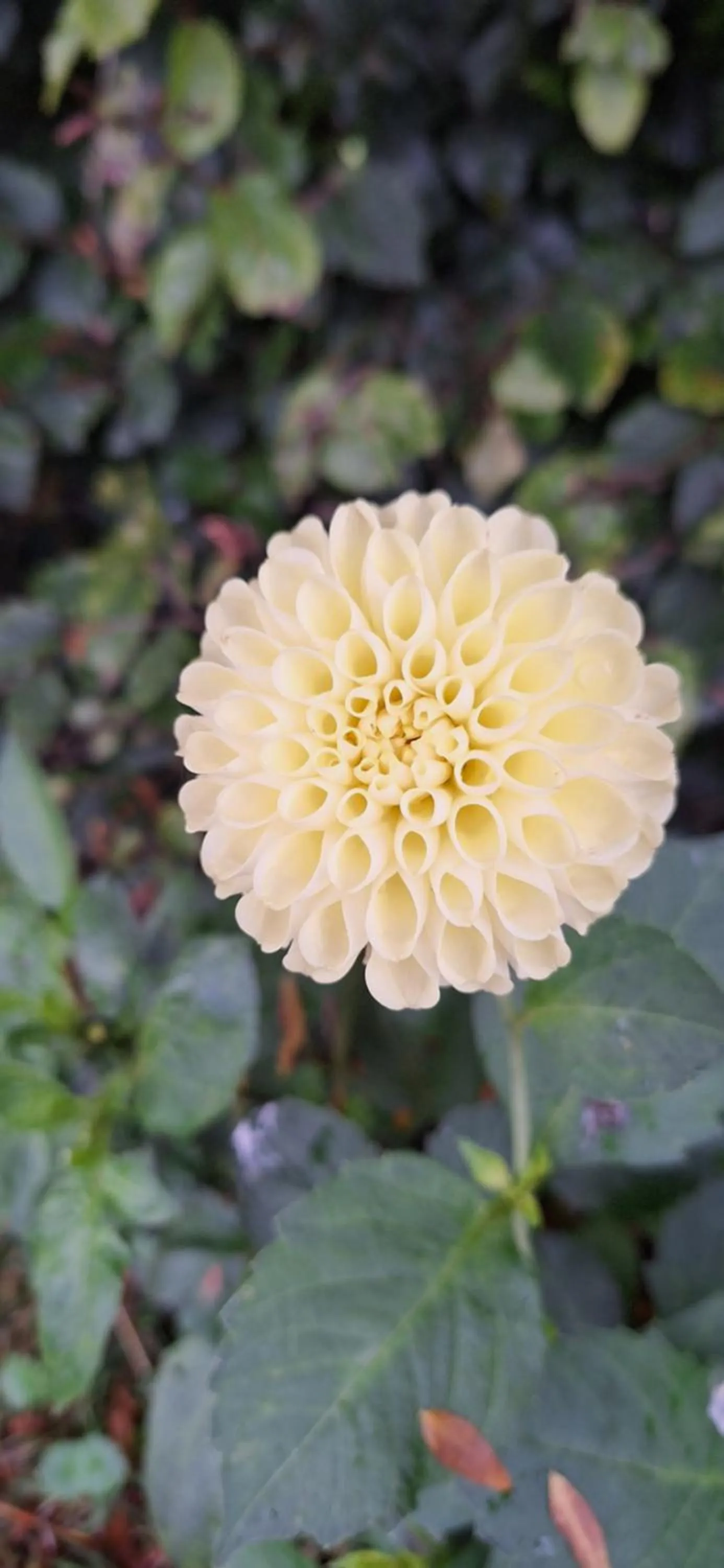 Garden in B&B De Raamberg