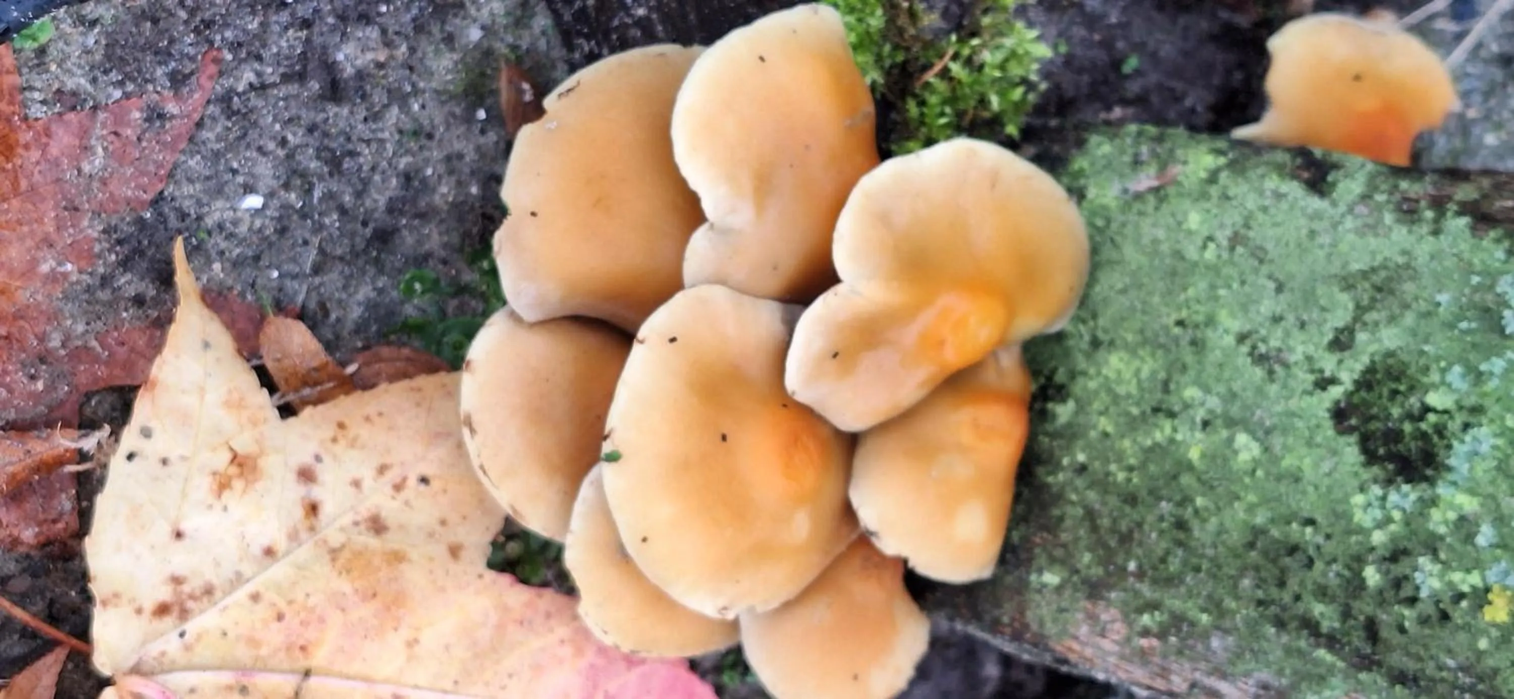 Autumn in B&B De Raamberg