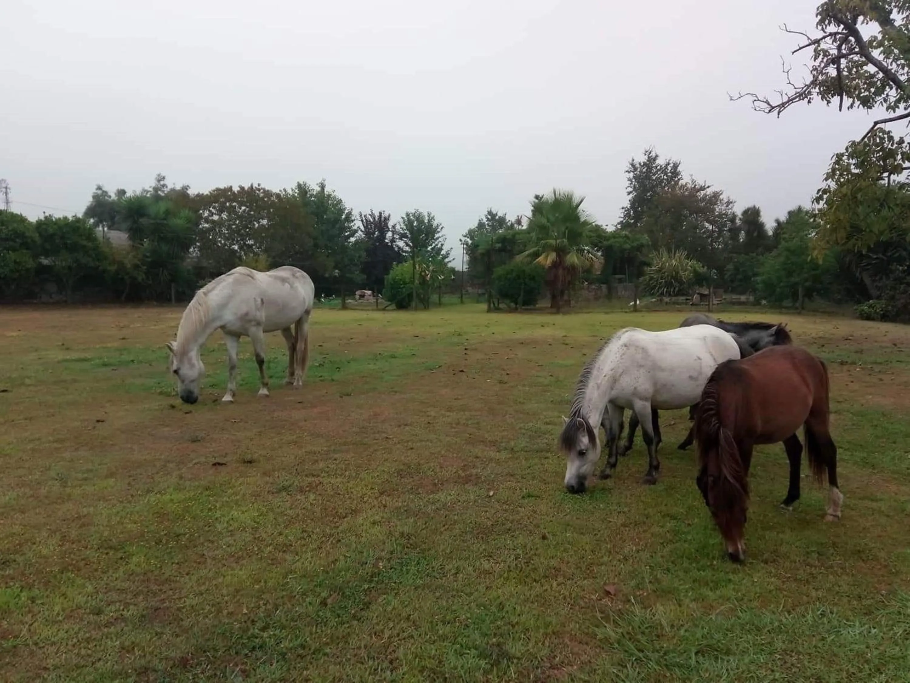 Animals in Casa de Sta Comba