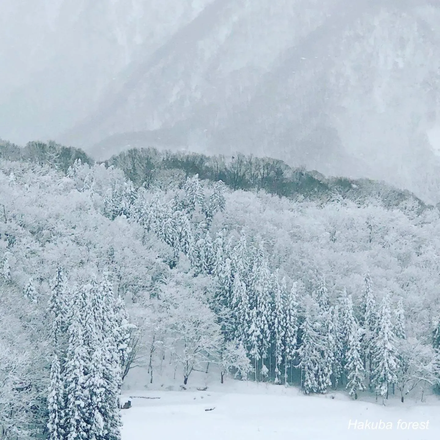 The Guest House Japan Hakuba