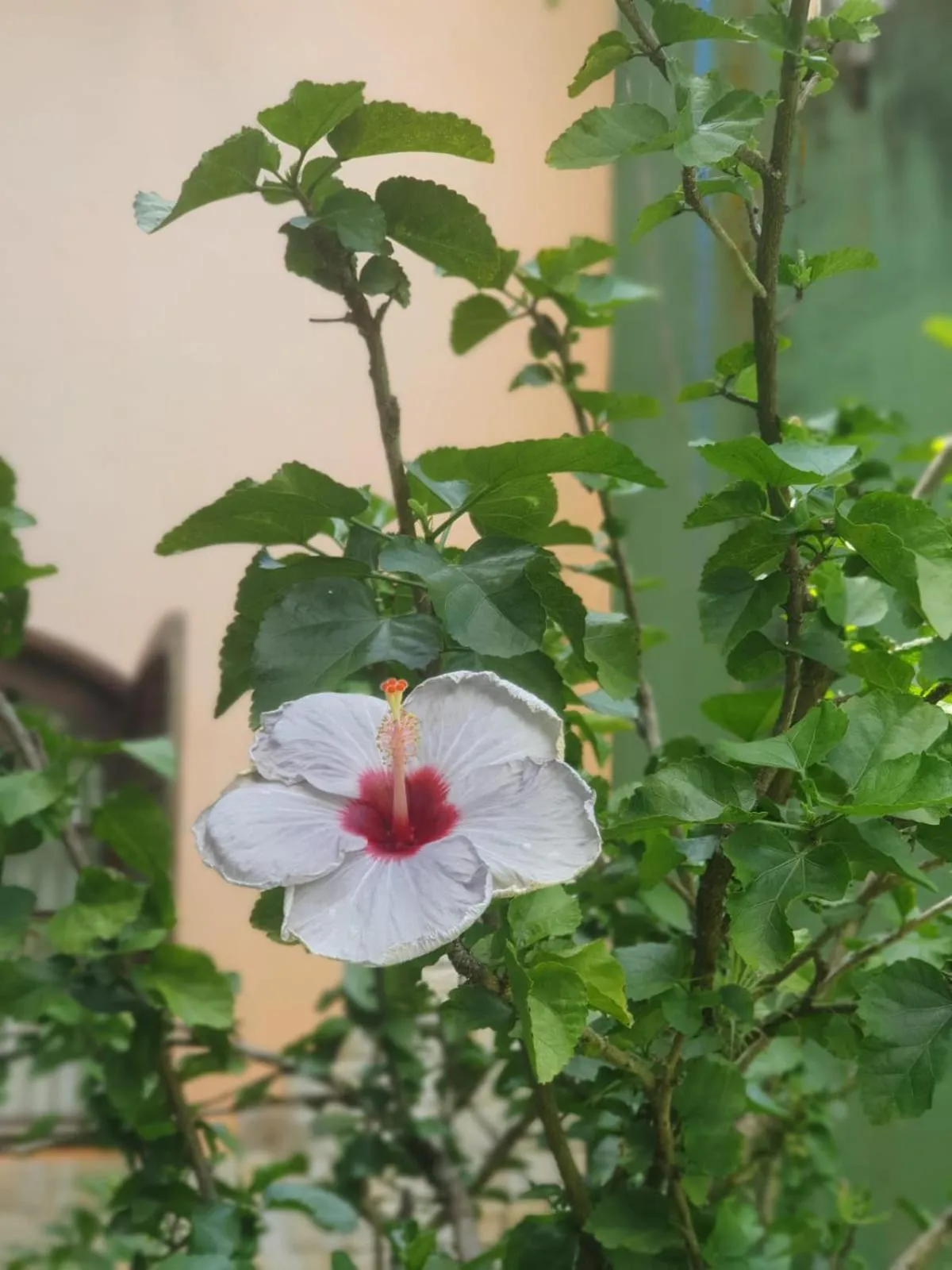 Garden in Pousada Cavalo Marinho