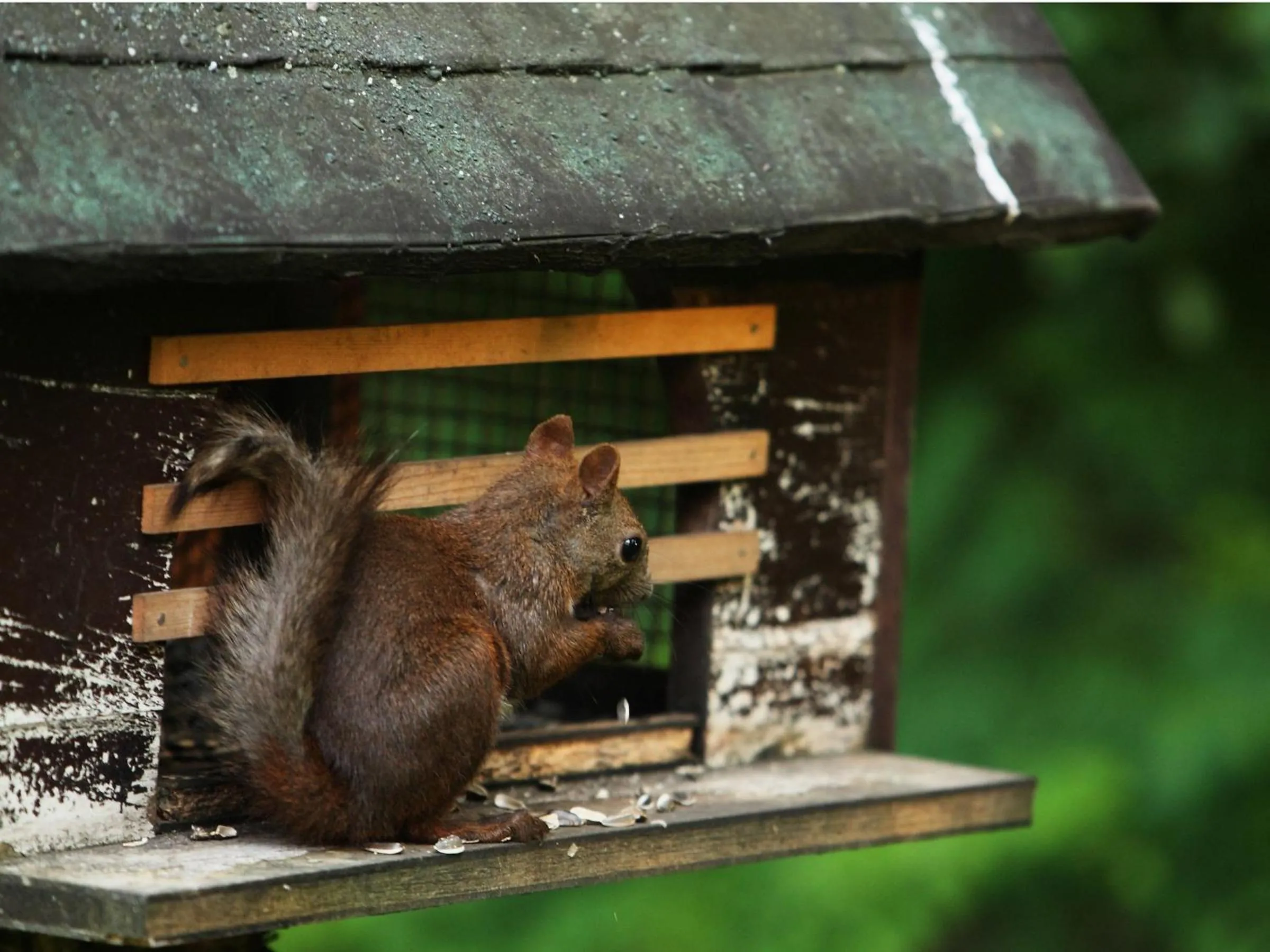 Animals in Hokkaido Hotel