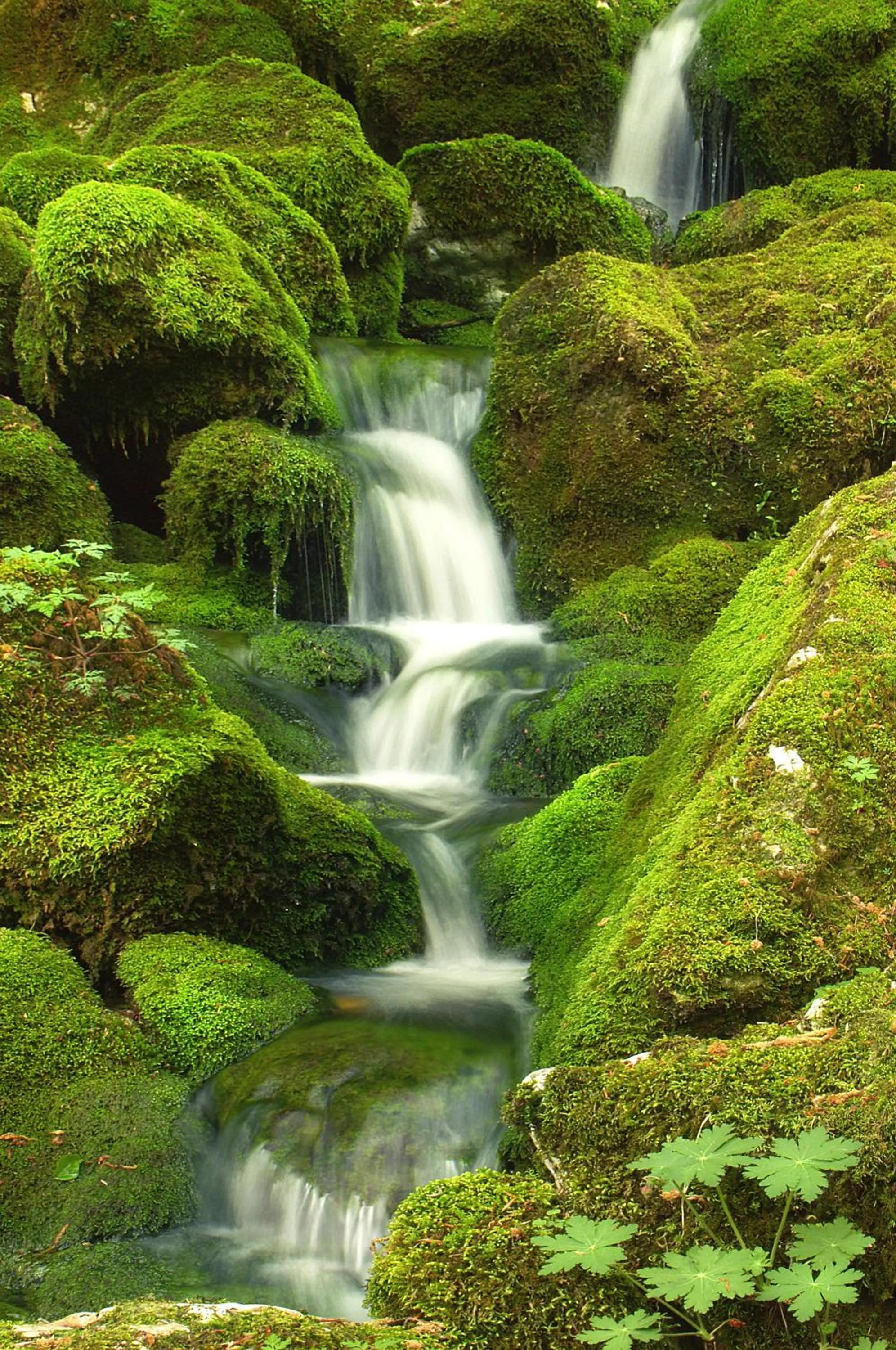 Natural landscape in Hotel Alp