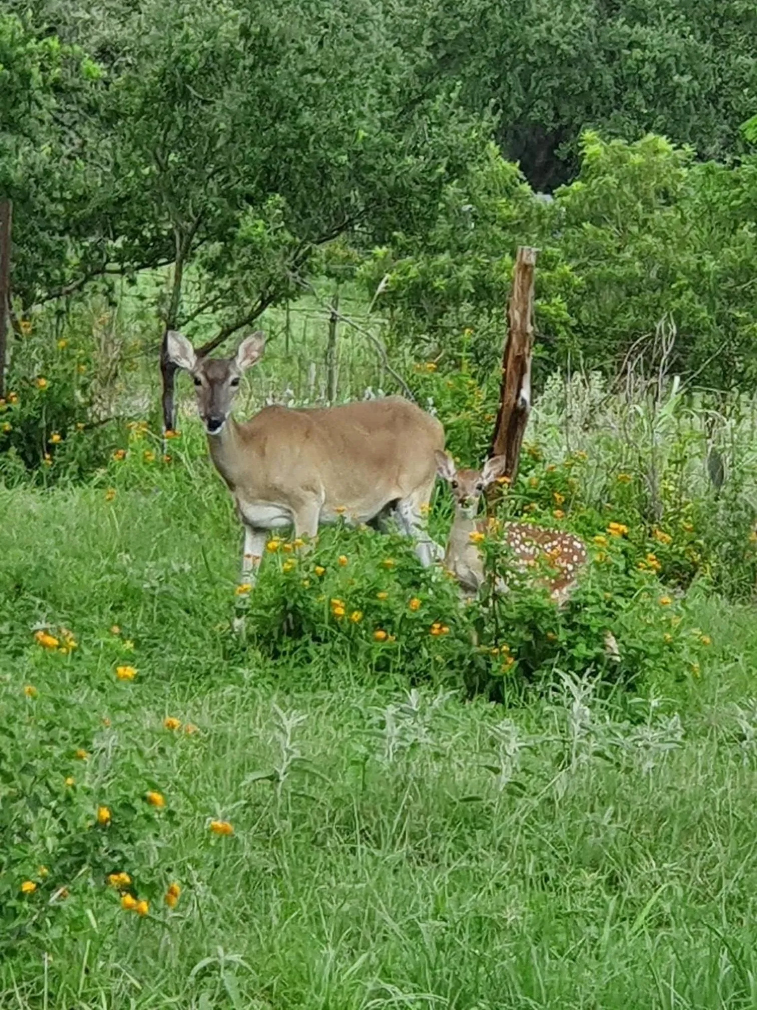 Animals in Hilltop Hacienda