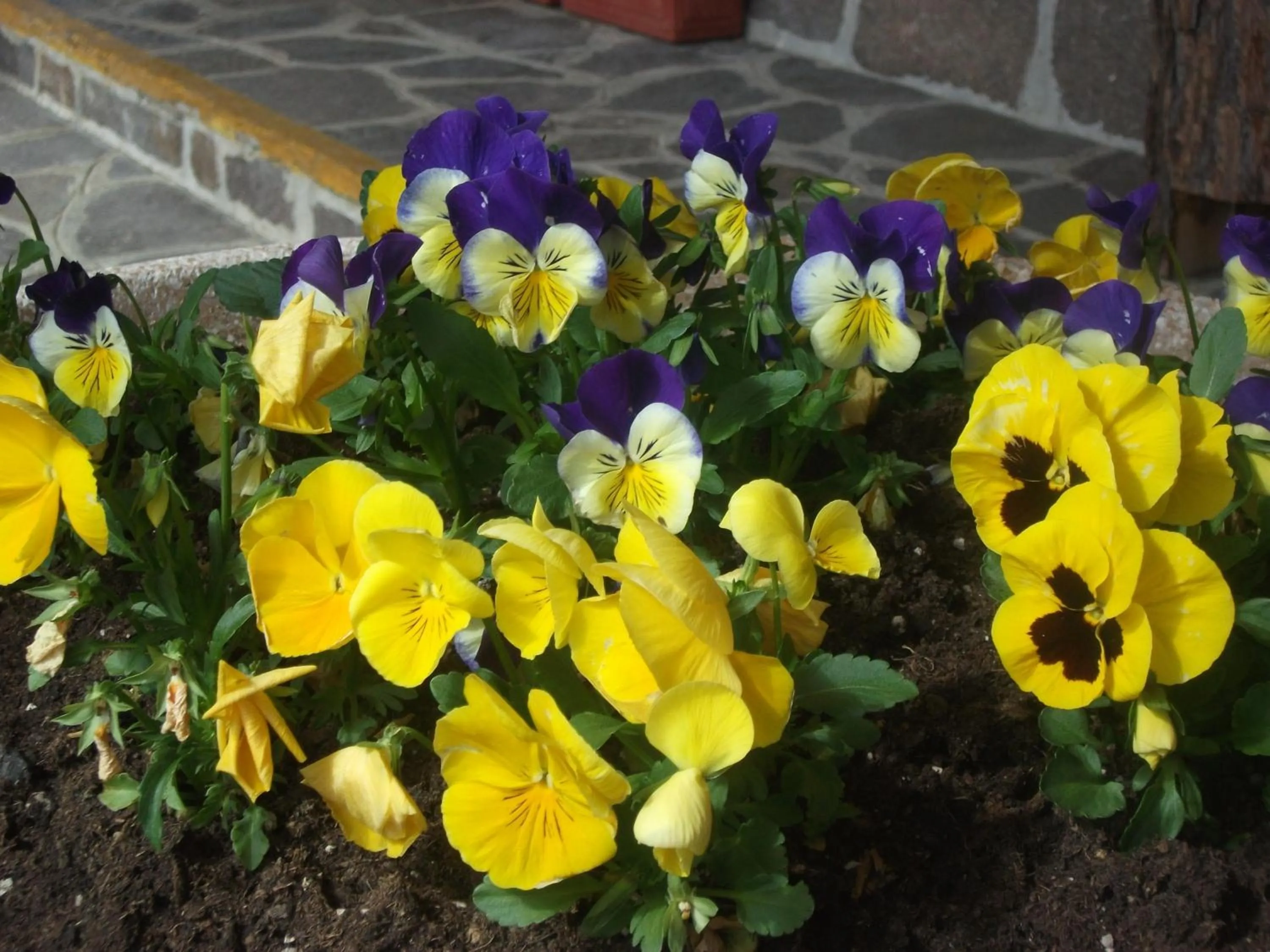 Garden in Albergo Breglia