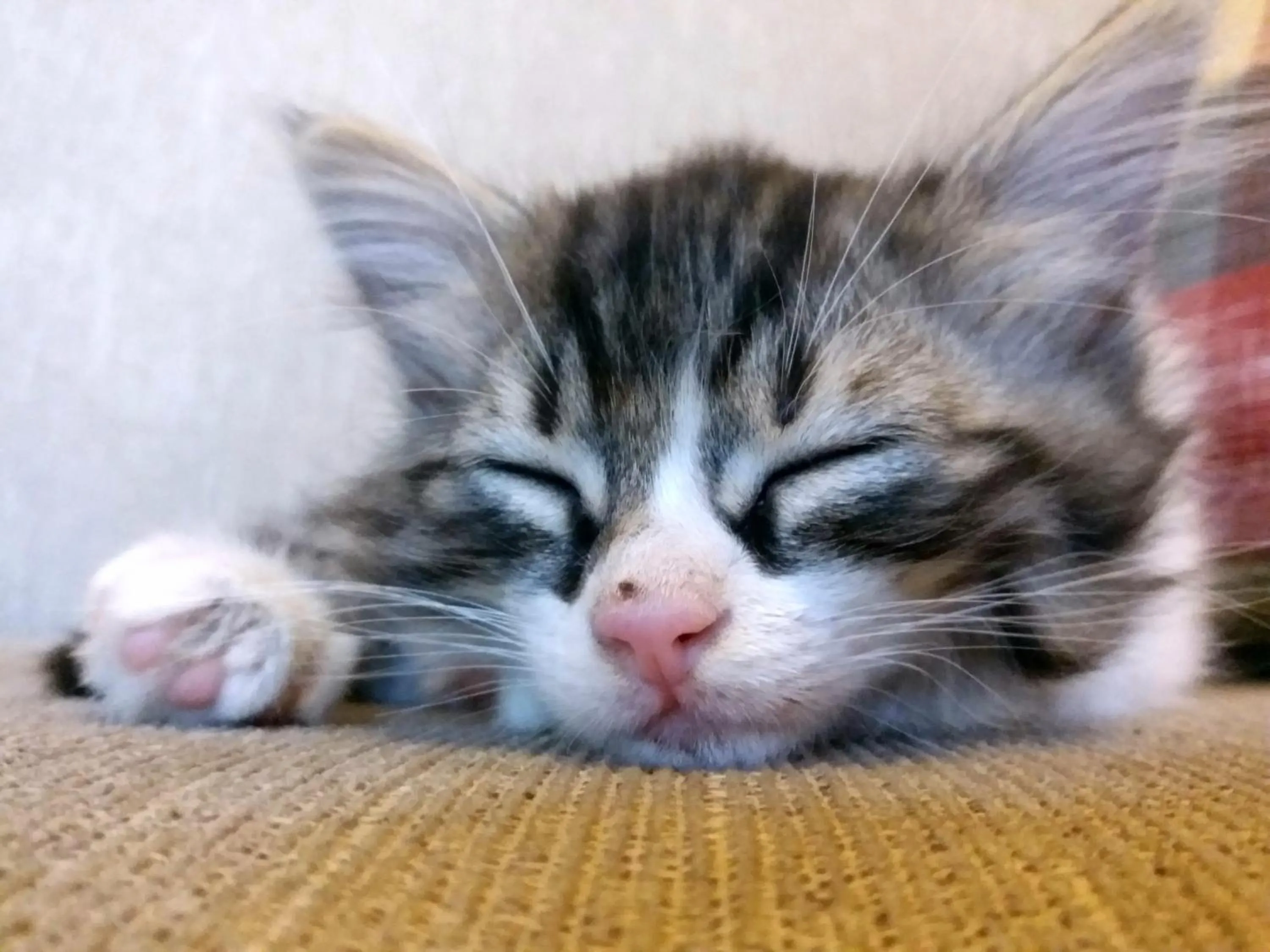 Pets in Karadut Cave Hotel