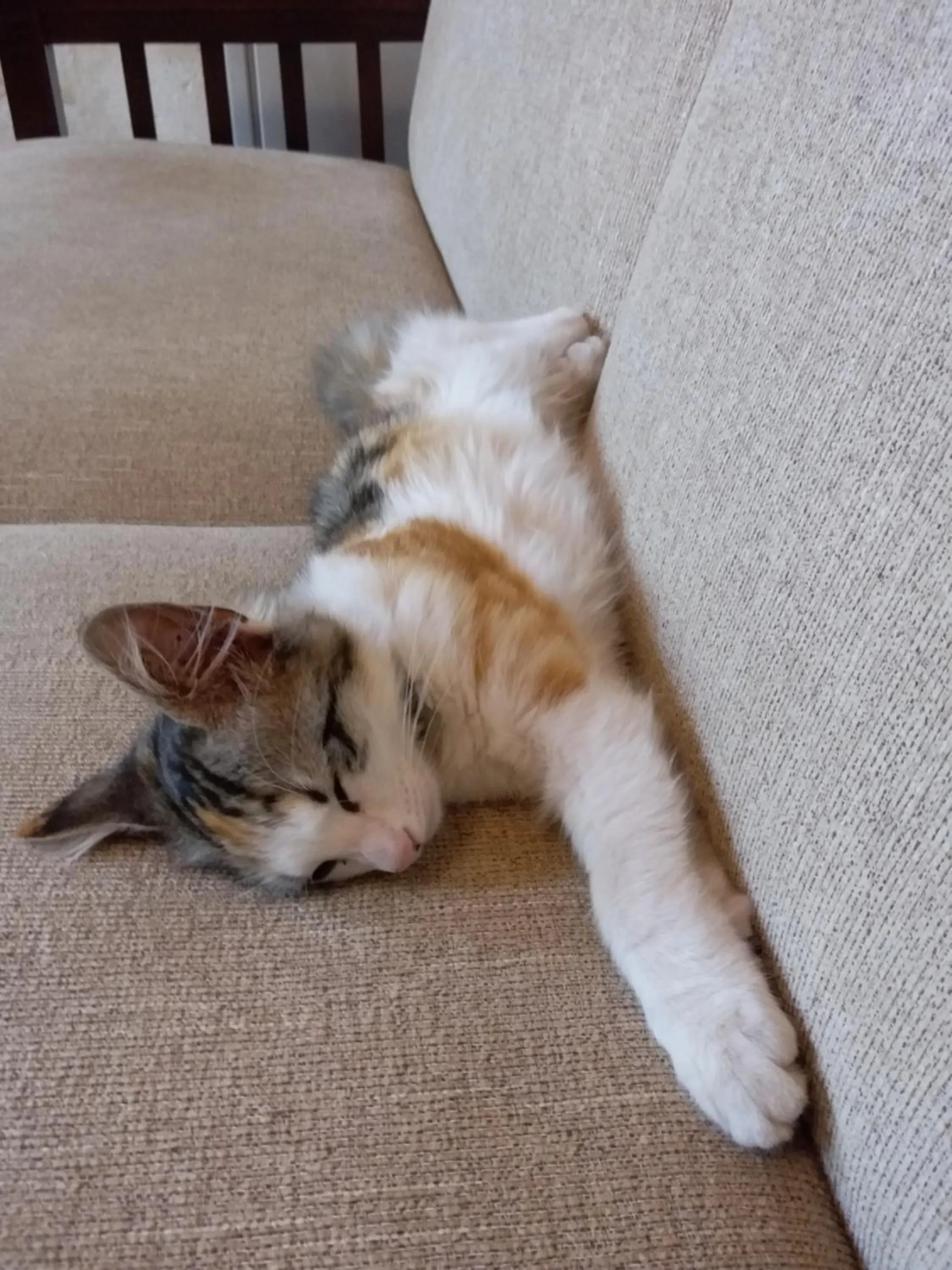 Pets in Karadut Cave Hotel