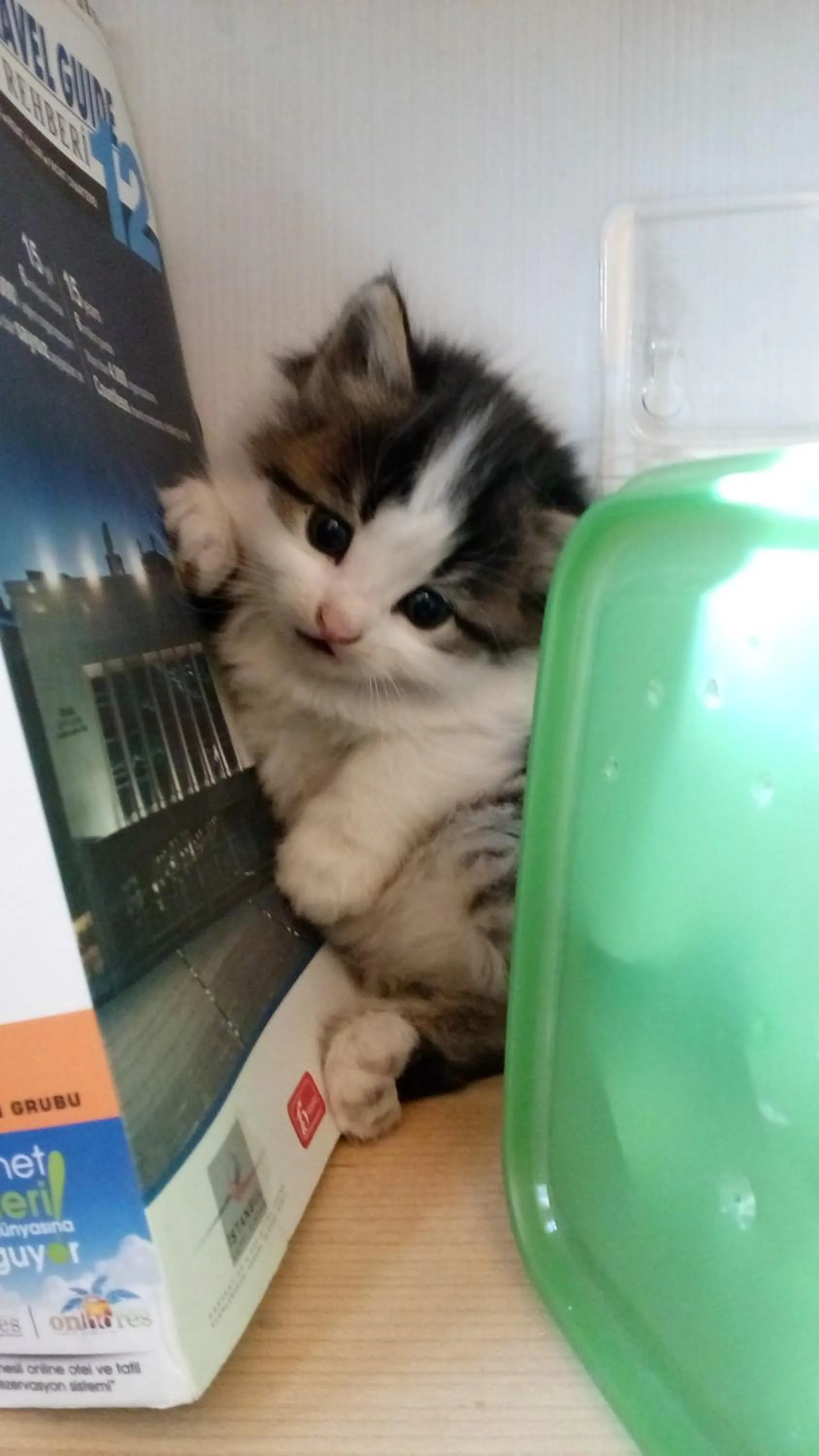 Pets in Karadut Cave Hotel