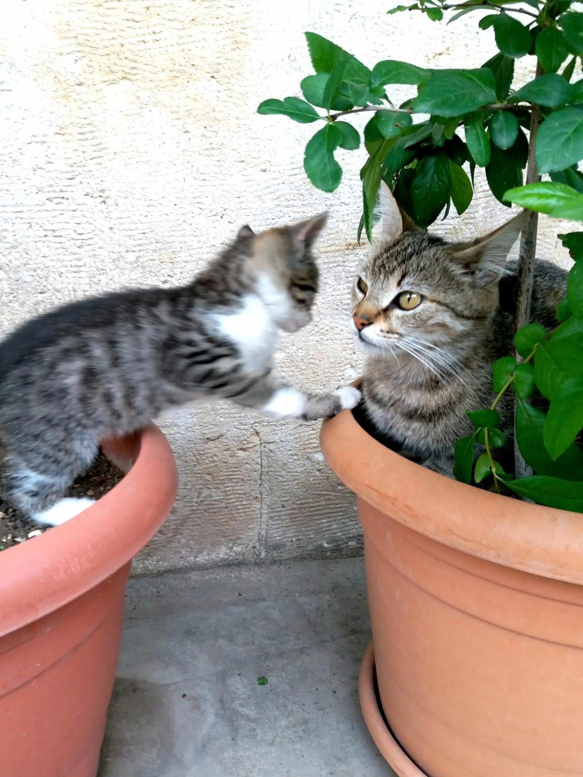 Pets in Karadut Cave Hotel