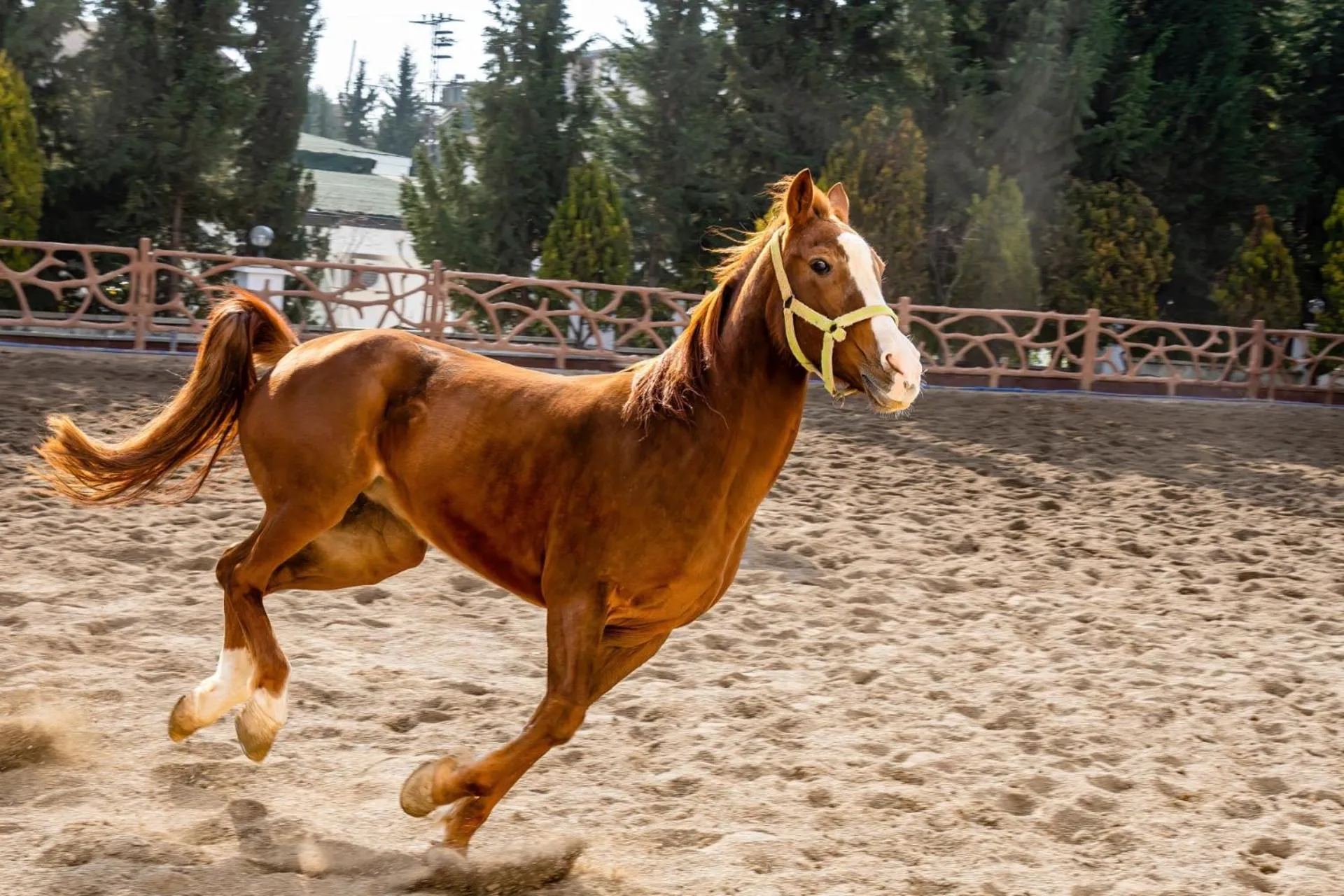 Horse-riding in Ugurlu Termal Tatil Köyü