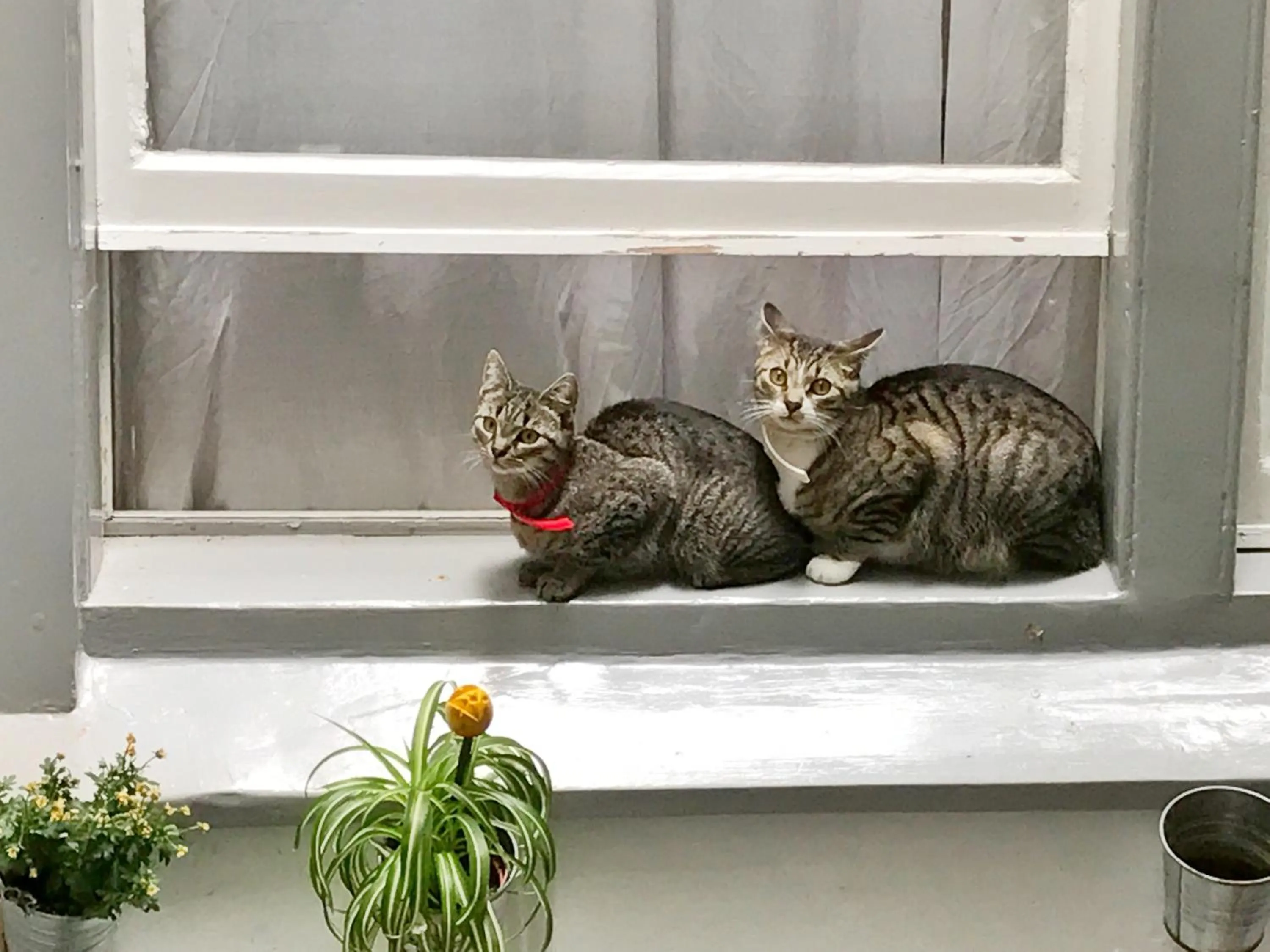 Pets in Tulip of Amsterdam