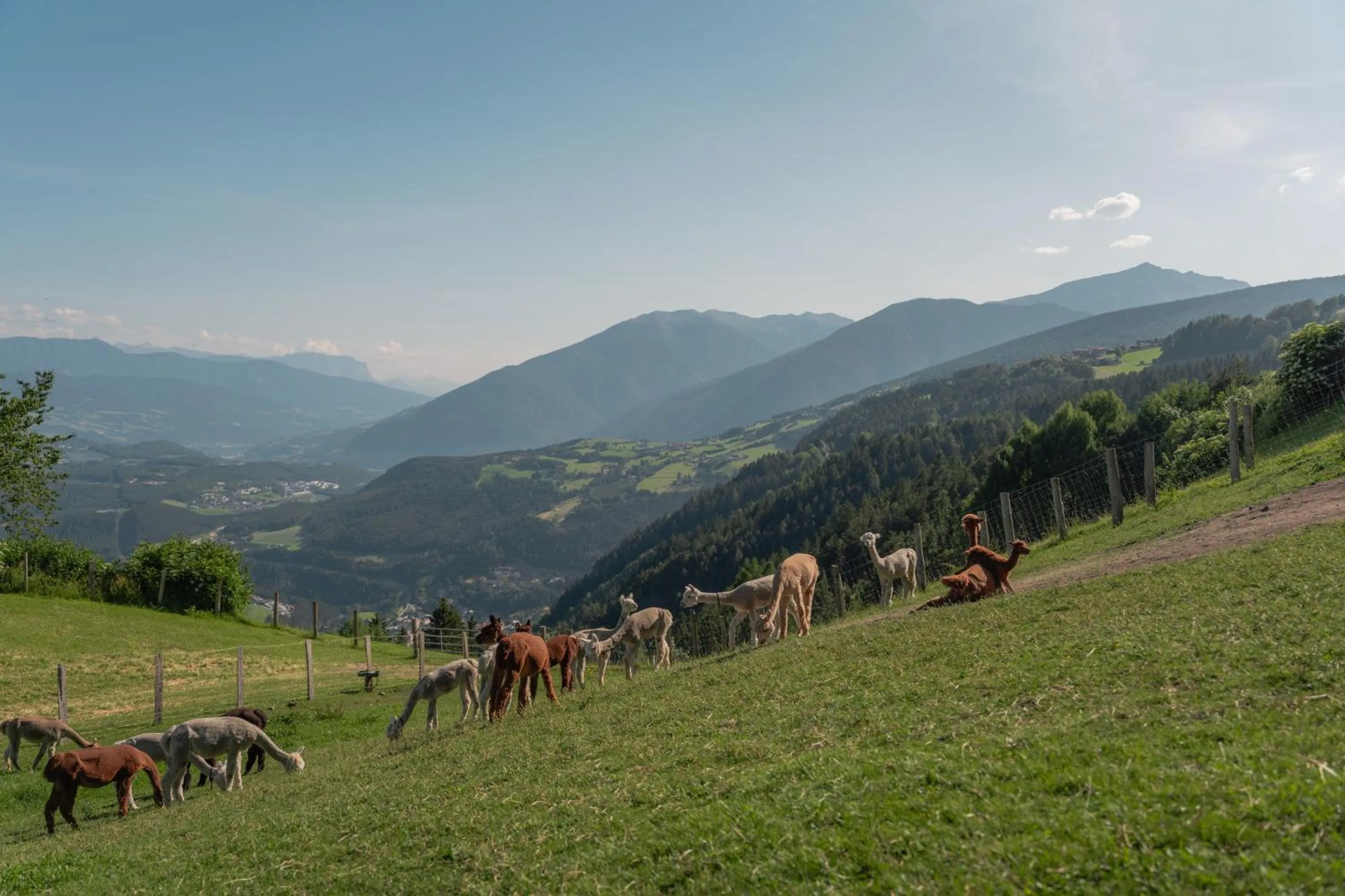 Animals in Panoramahotel Huberhof