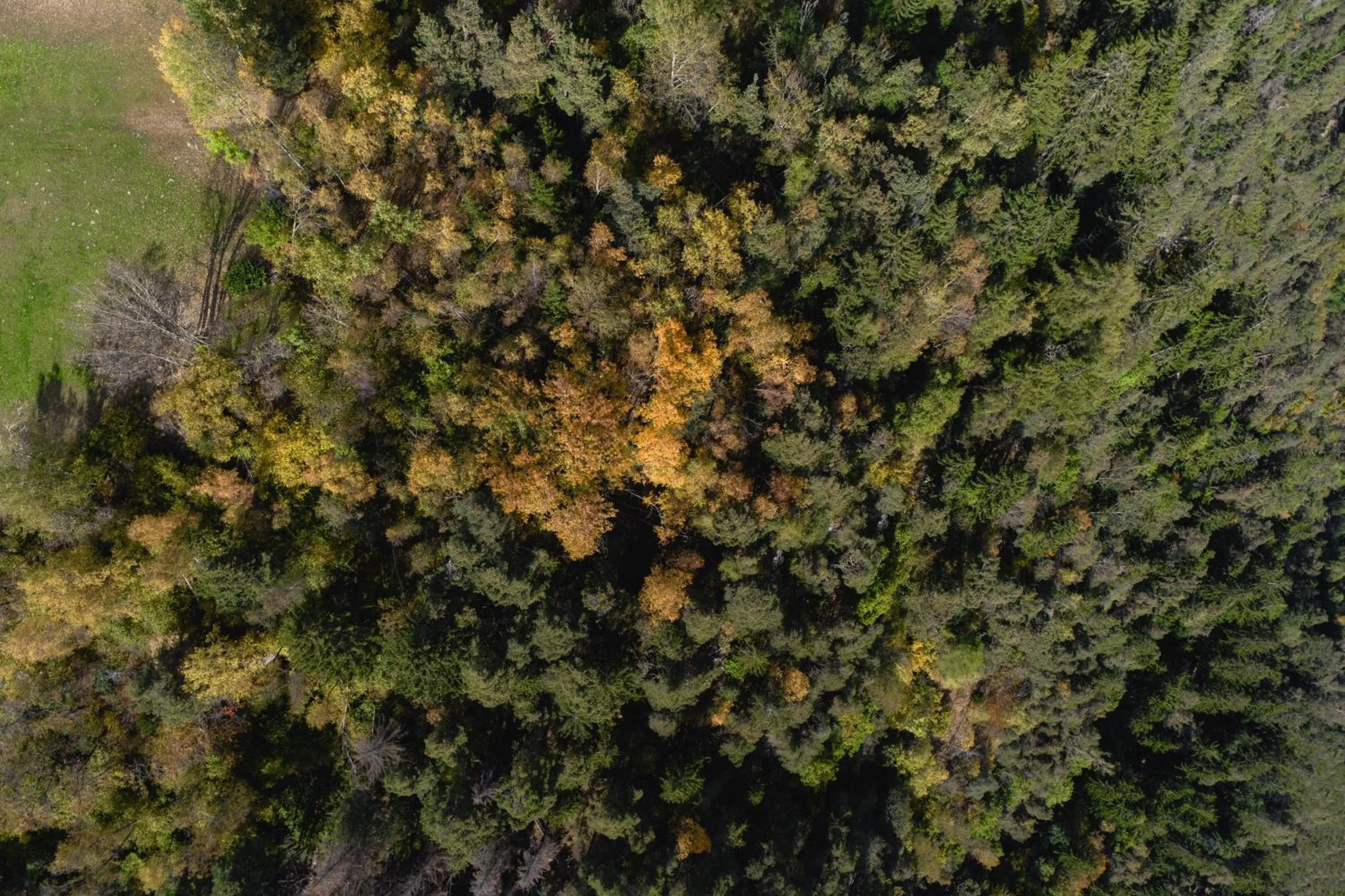 Area and facilities in Panoramahotel Huberhof