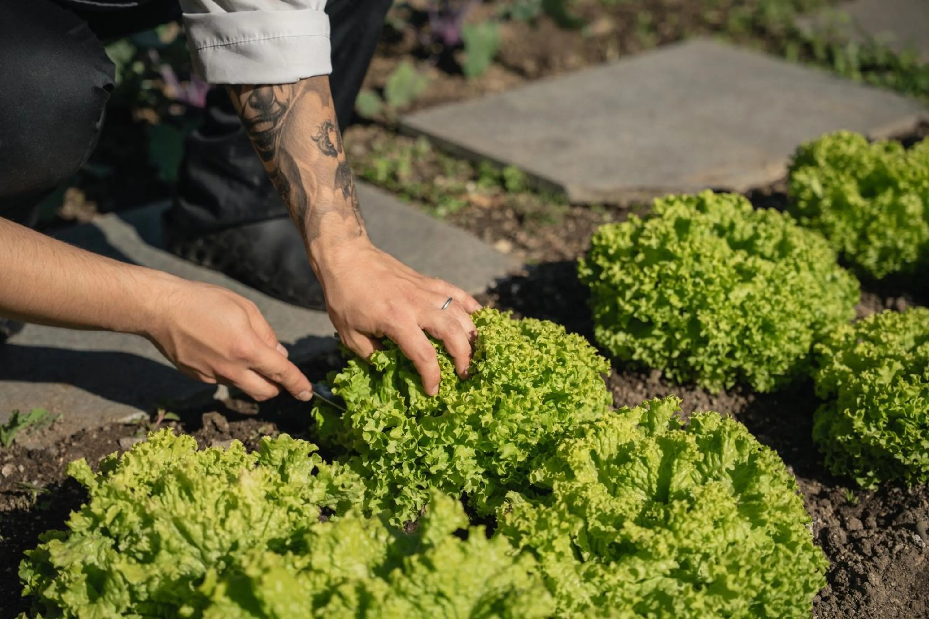 Restaurant/places to eat in Panoramahotel Huberhof