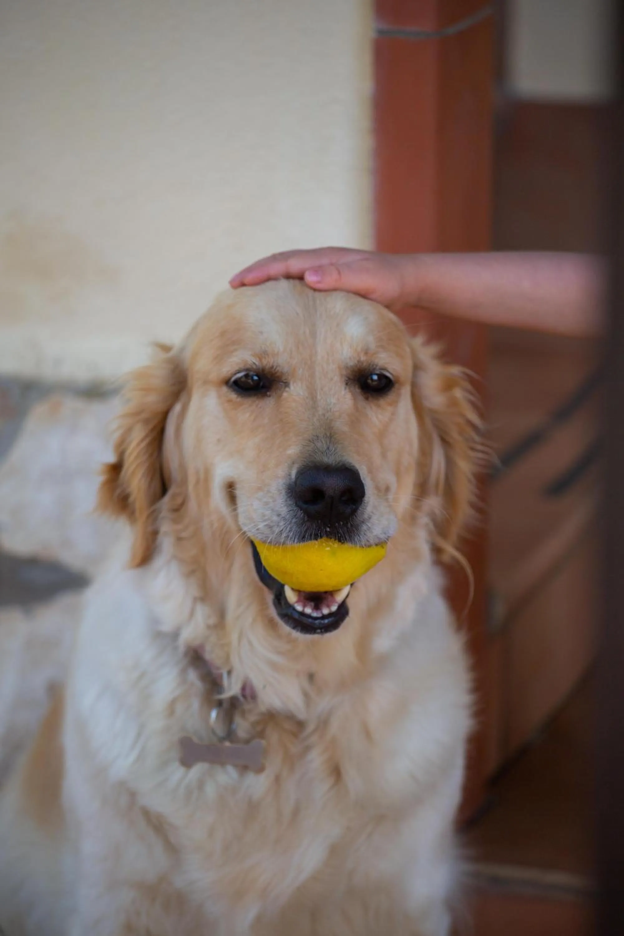 Pets in I Lecci Guesthouse