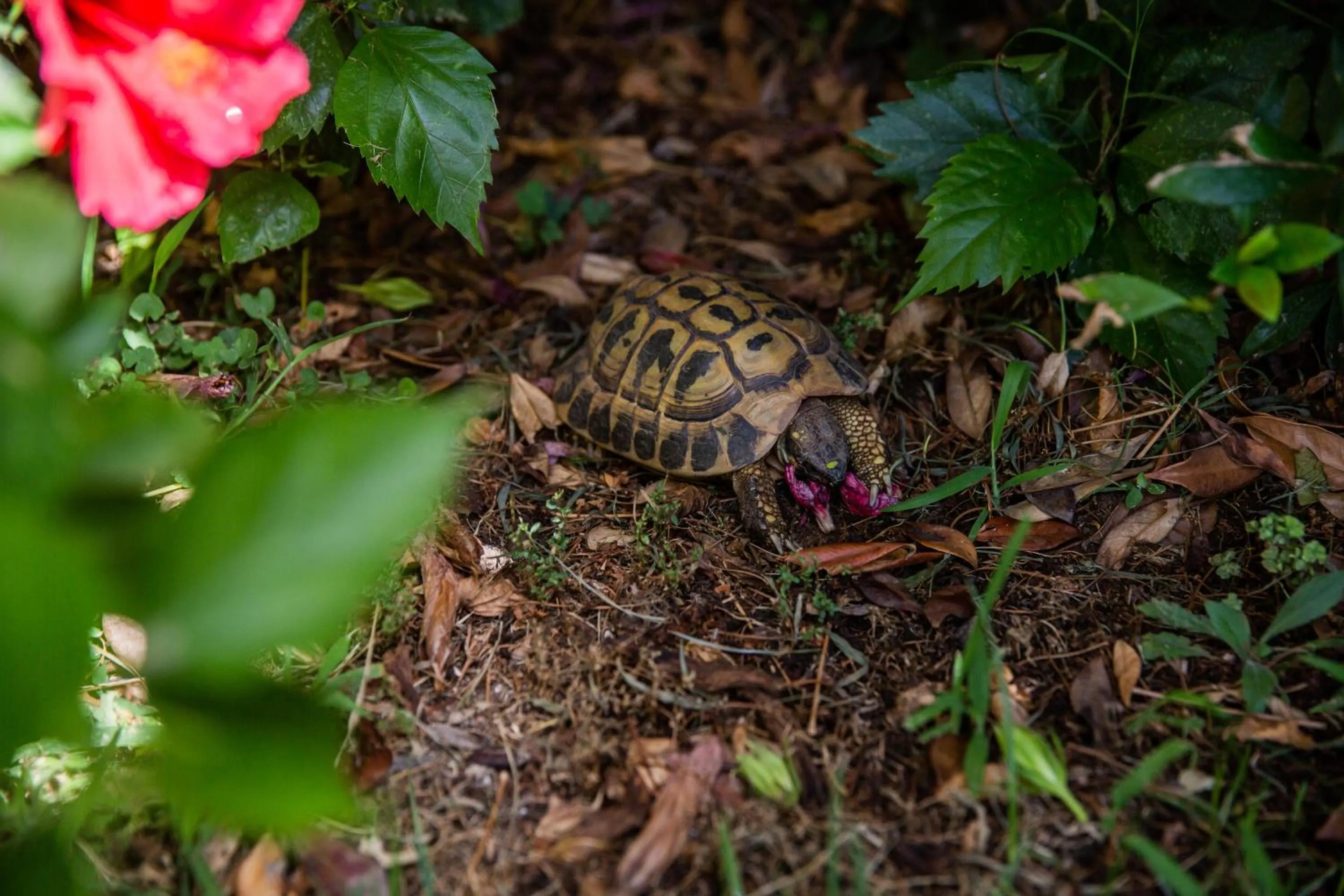 Garden in I Lecci Guesthouse