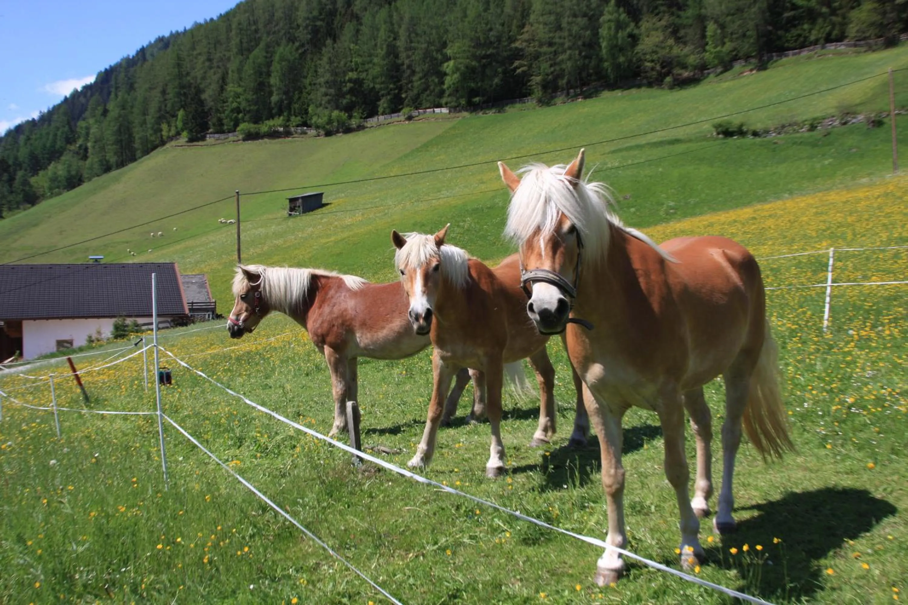 Horse-riding in Omesbergerhof