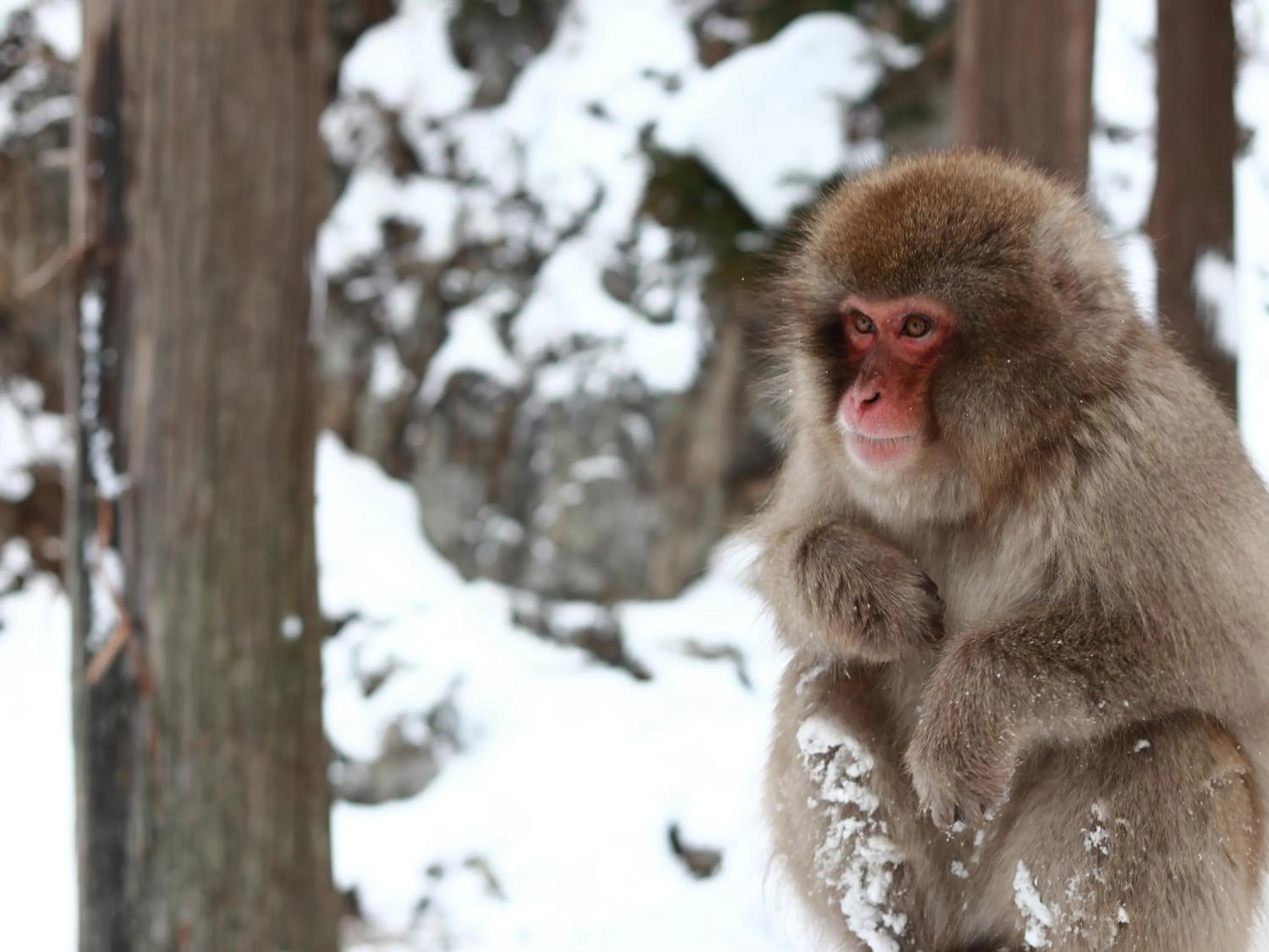 Nearby landmark in Minshuku Miyama