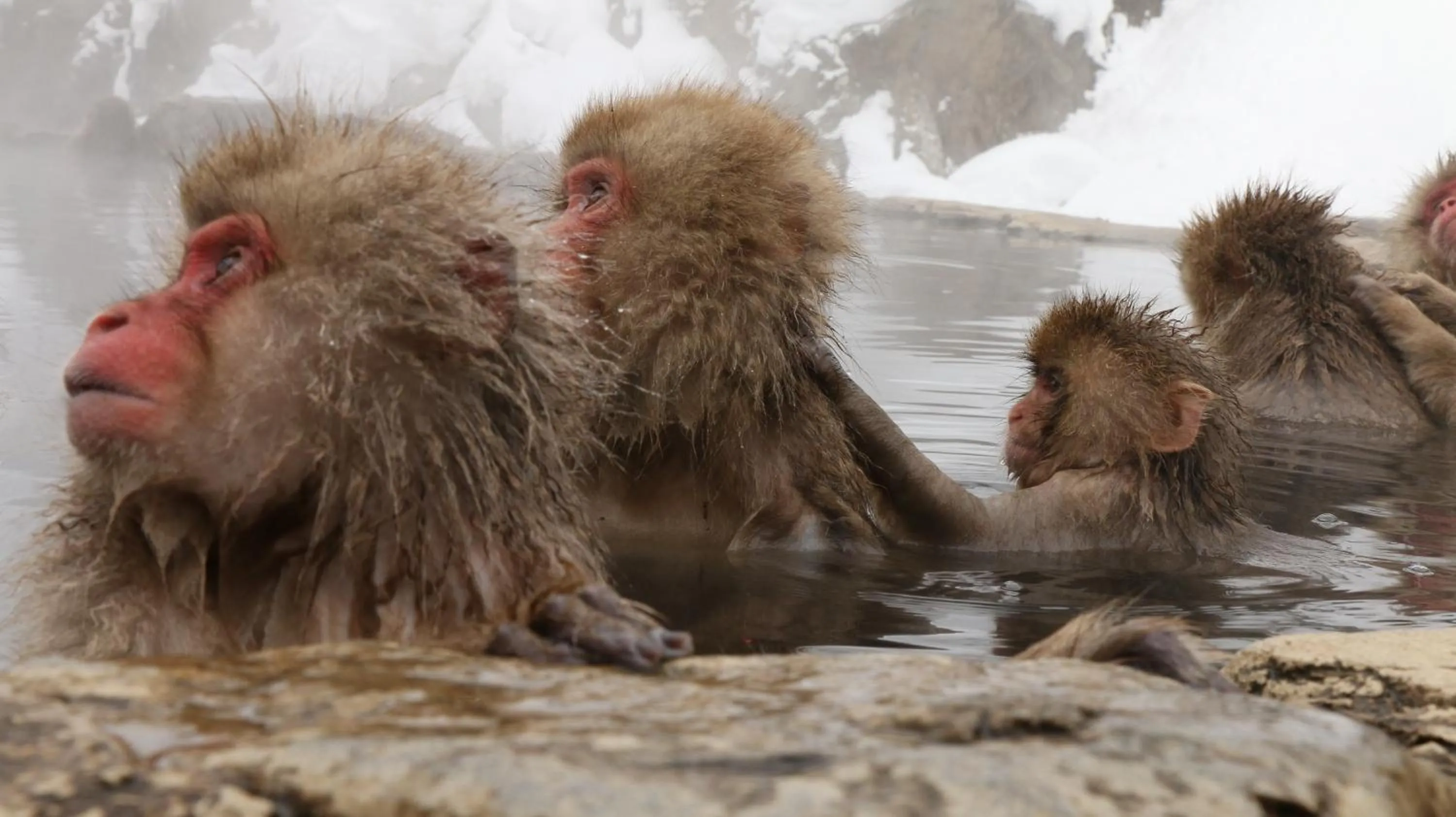 Nearby landmark in Minshuku Miyama