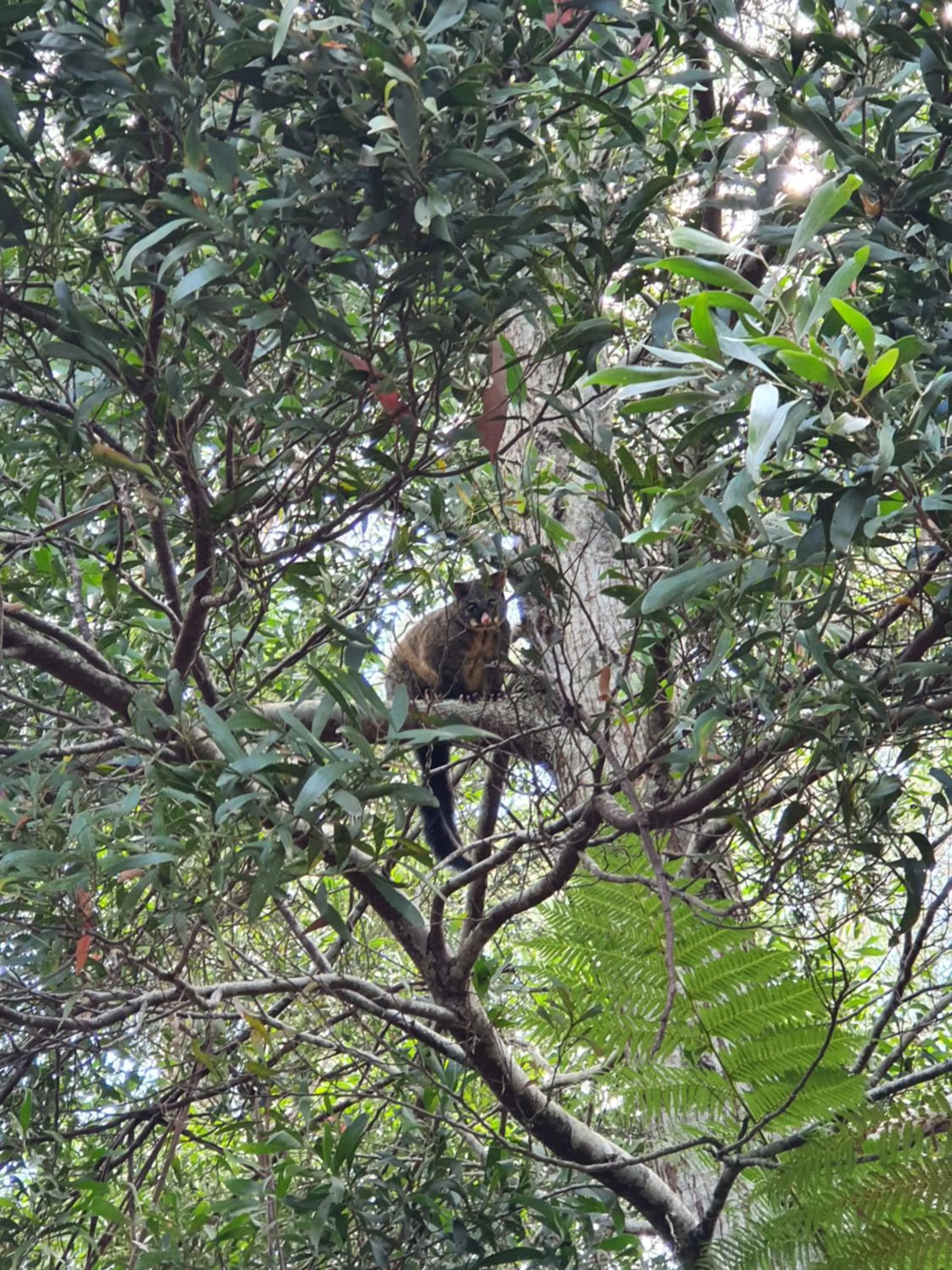 Animals in Lemonthyme Wilderness Retreat