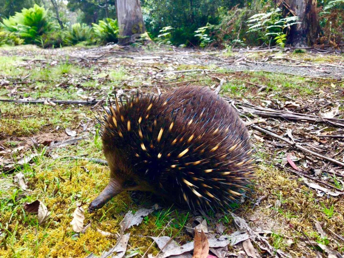 Animals in Lemonthyme Wilderness Retreat