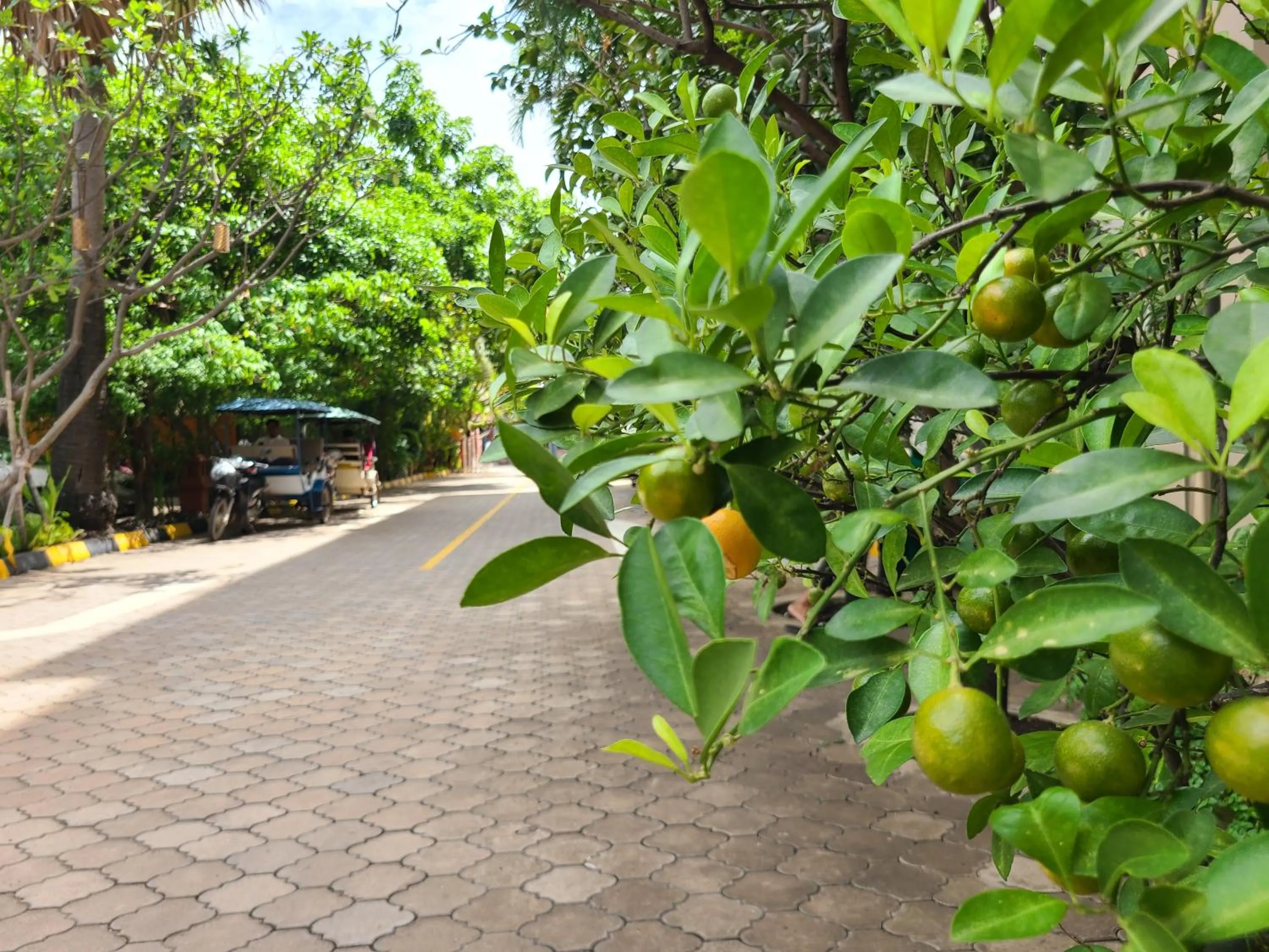 Garden in Somadevi Angkor Premium
