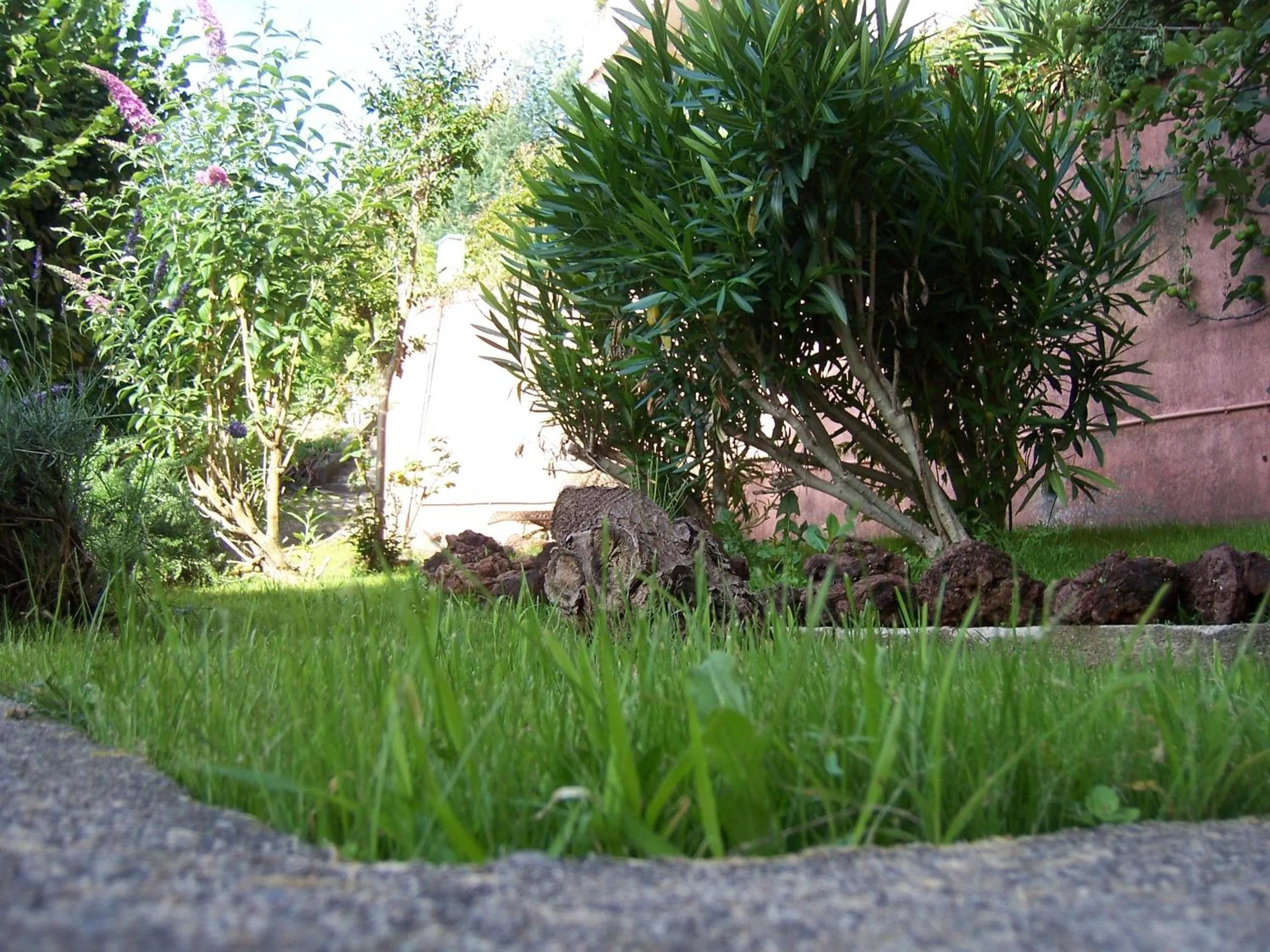 Garden in Hotel Saint Jacques