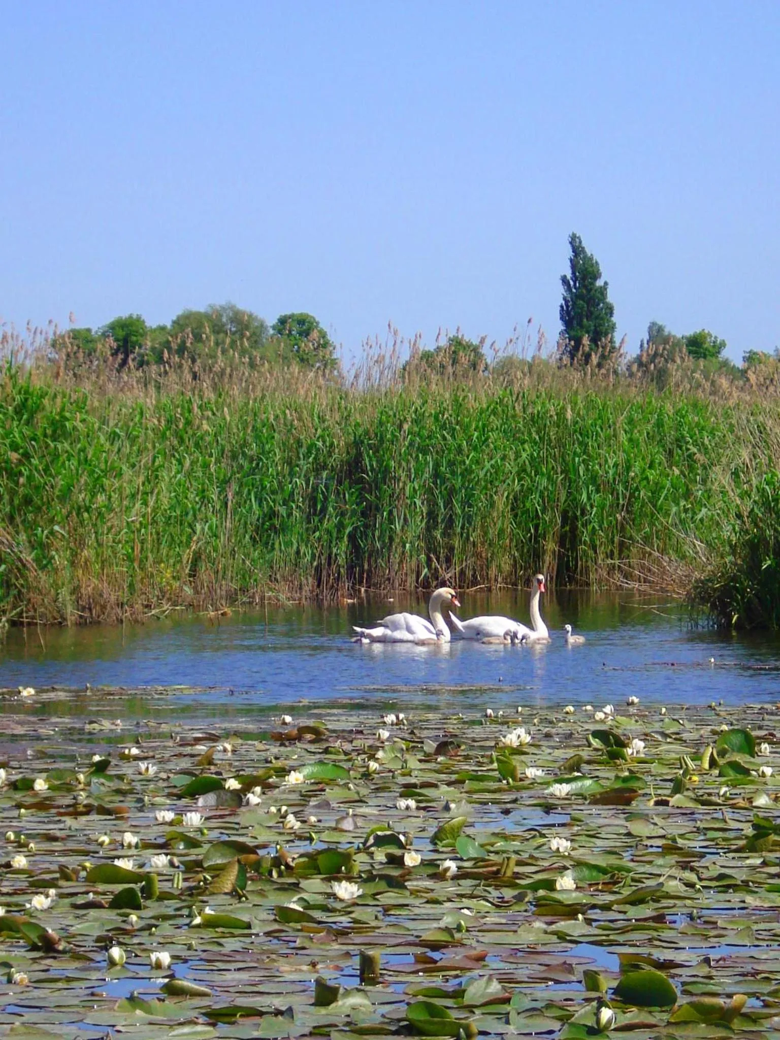 Fishing in Residenz am Ostufer