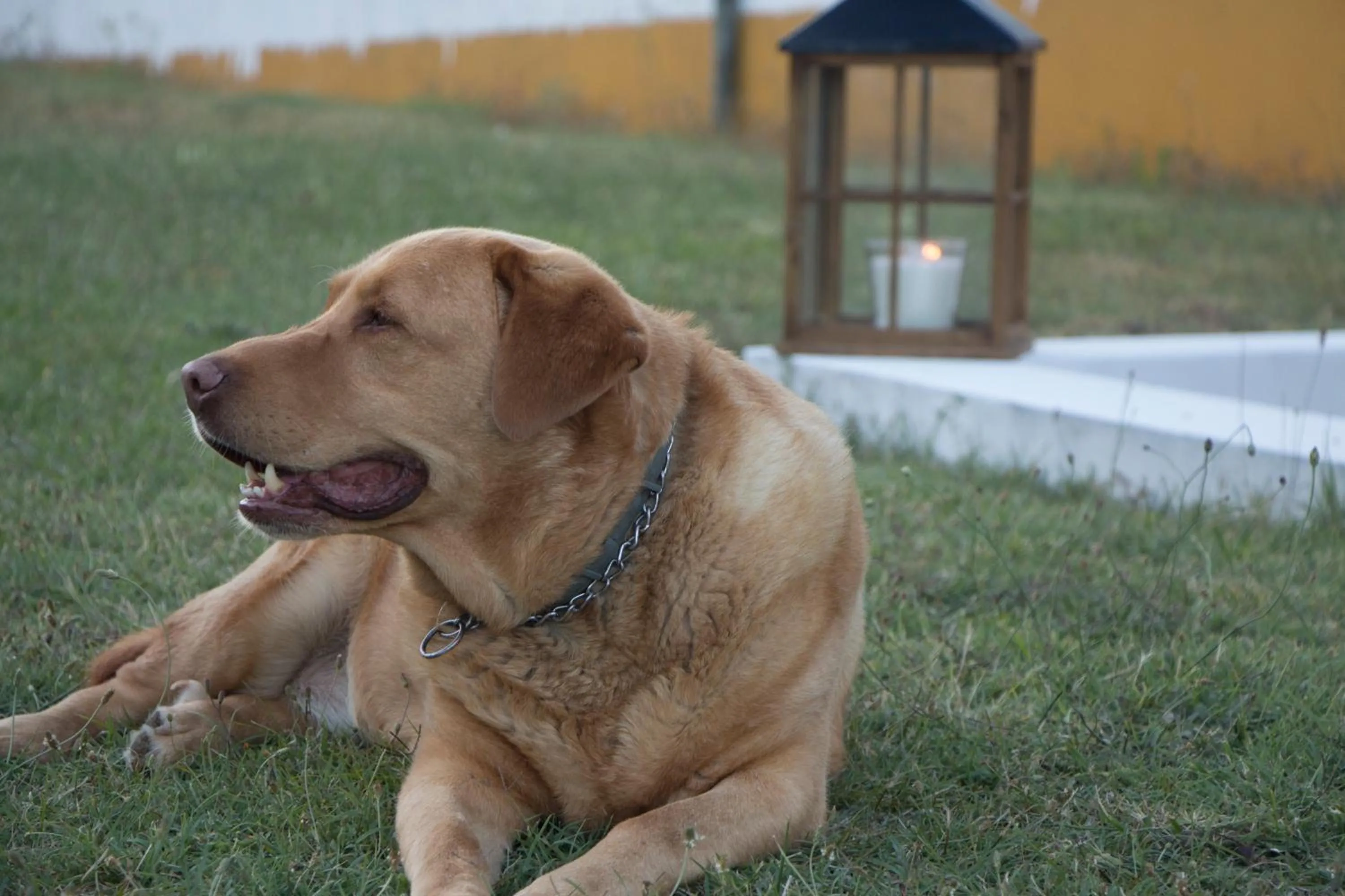 Animals in Quinta da Alcaidaria Mor