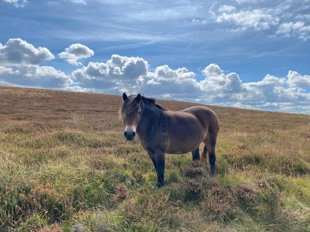 View (from property/room) in The North Cliff Hotel