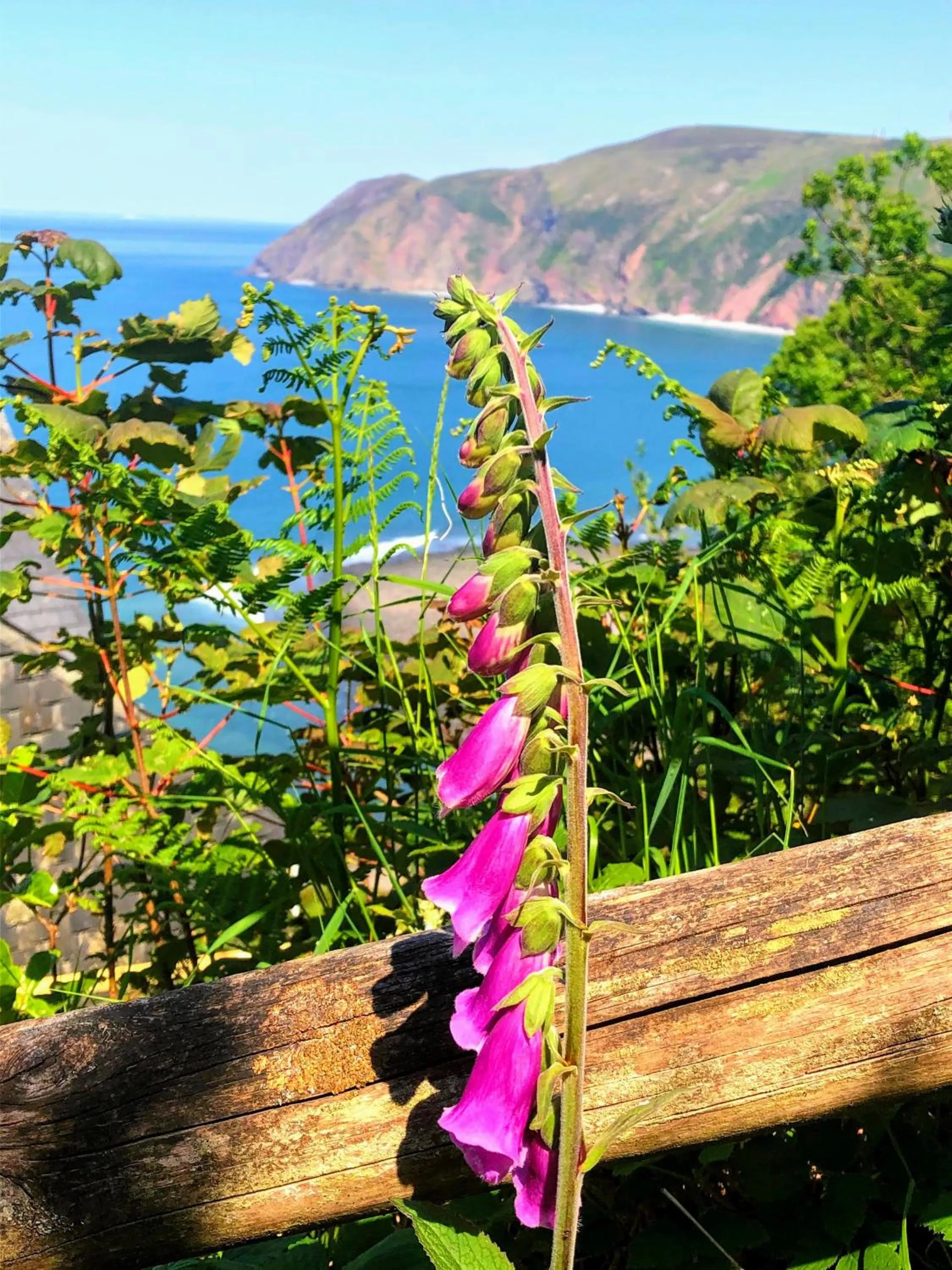 Garden in The North Cliff Hotel